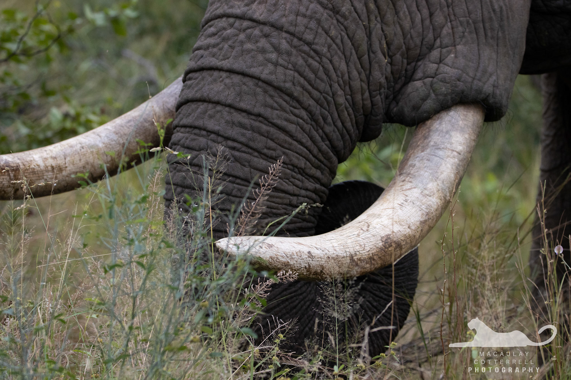 SA023 - African Savanna Elephant