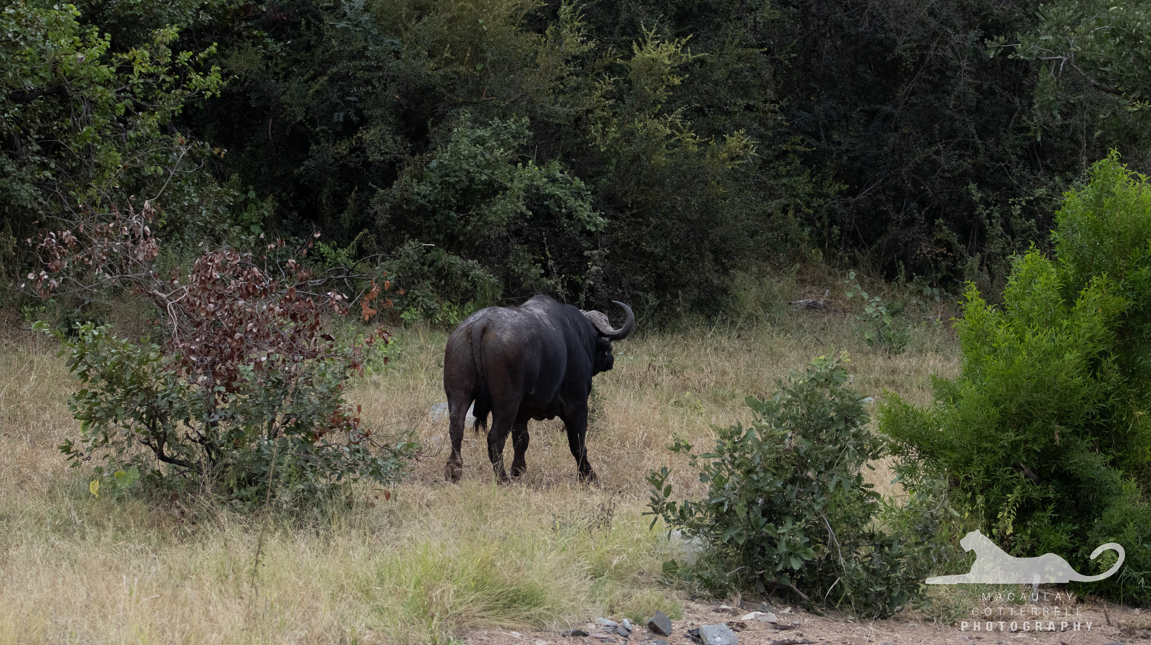 SA045 - Cape Buffalo