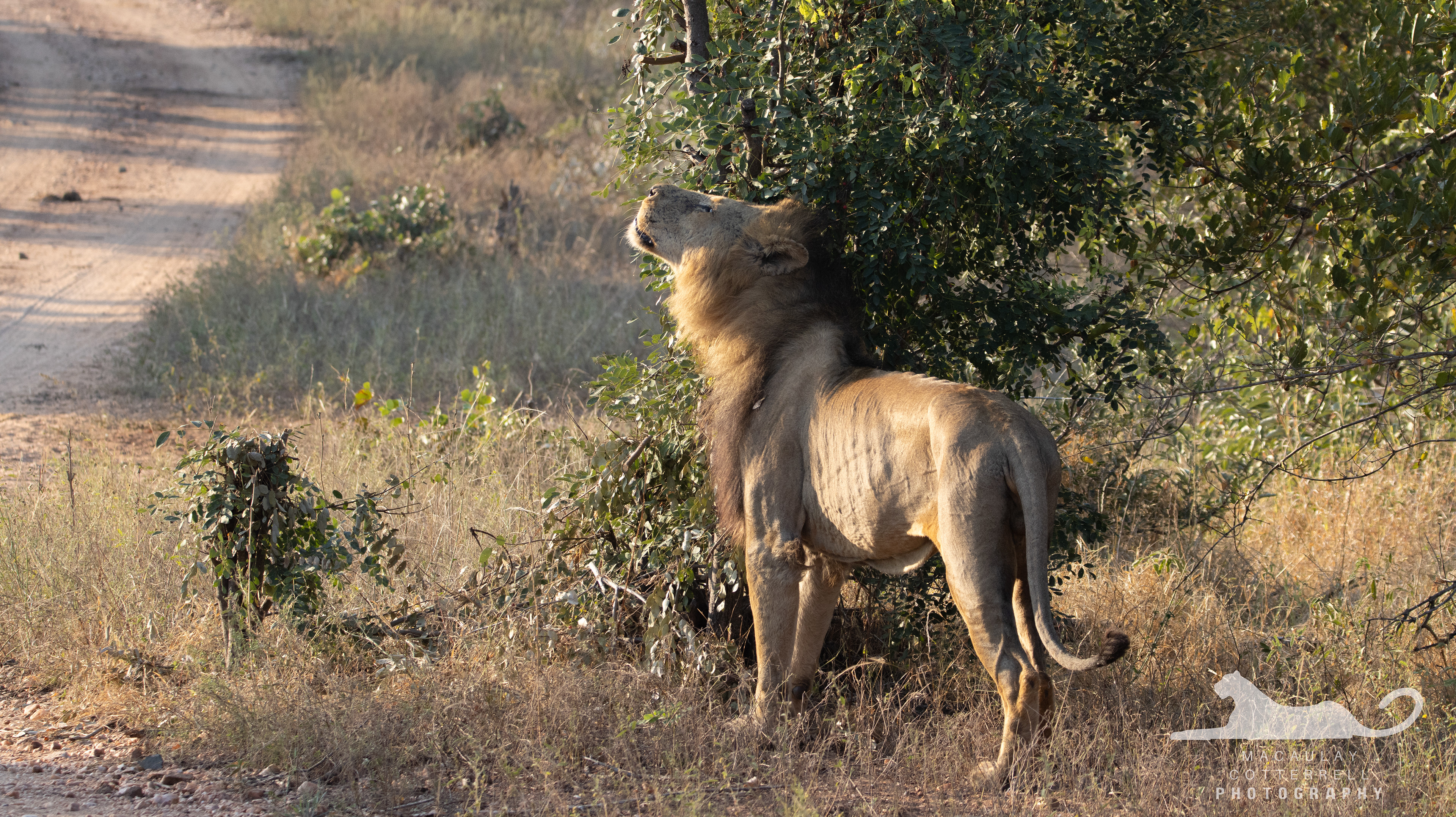 SA060 - Lion