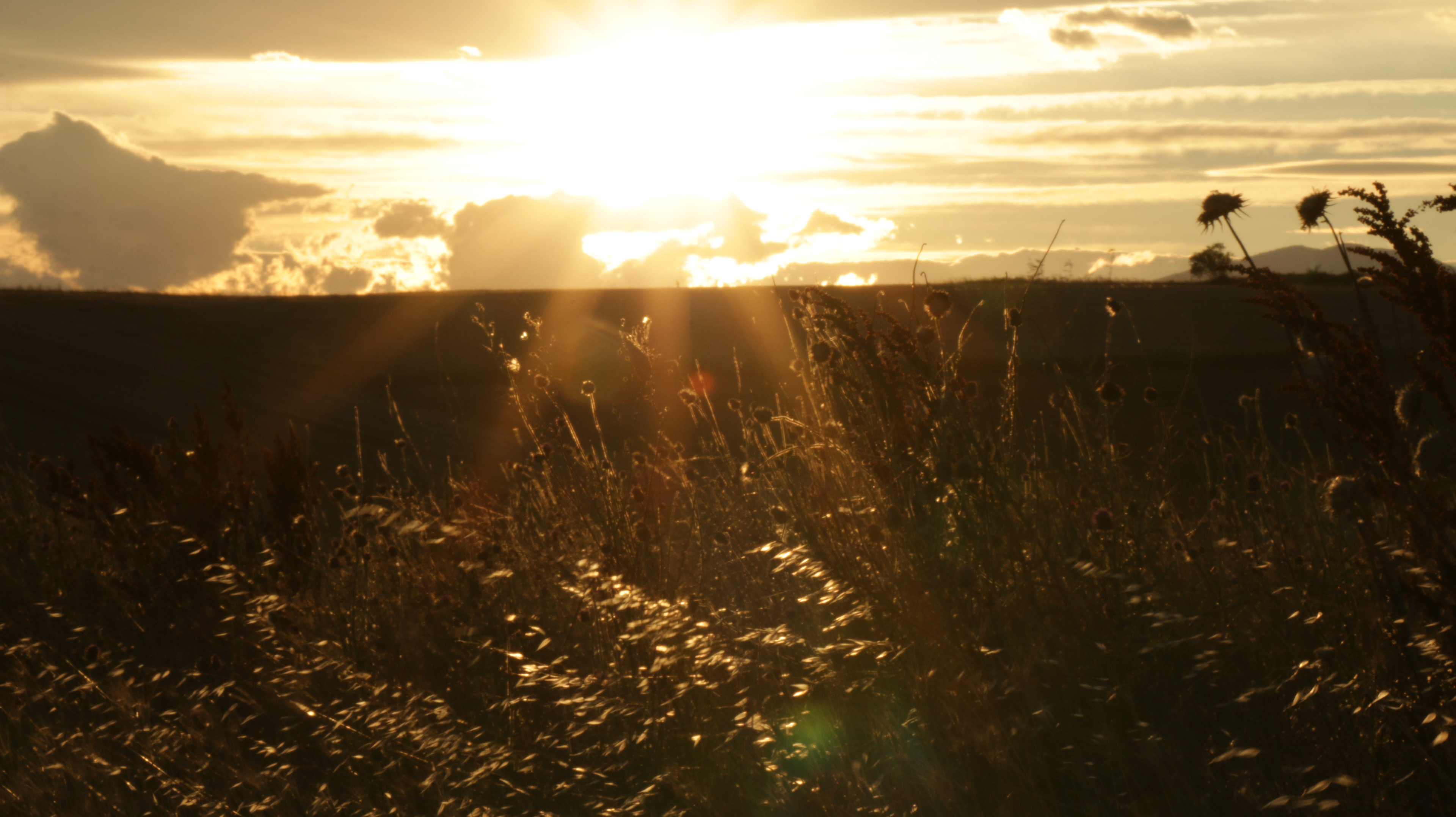 Field