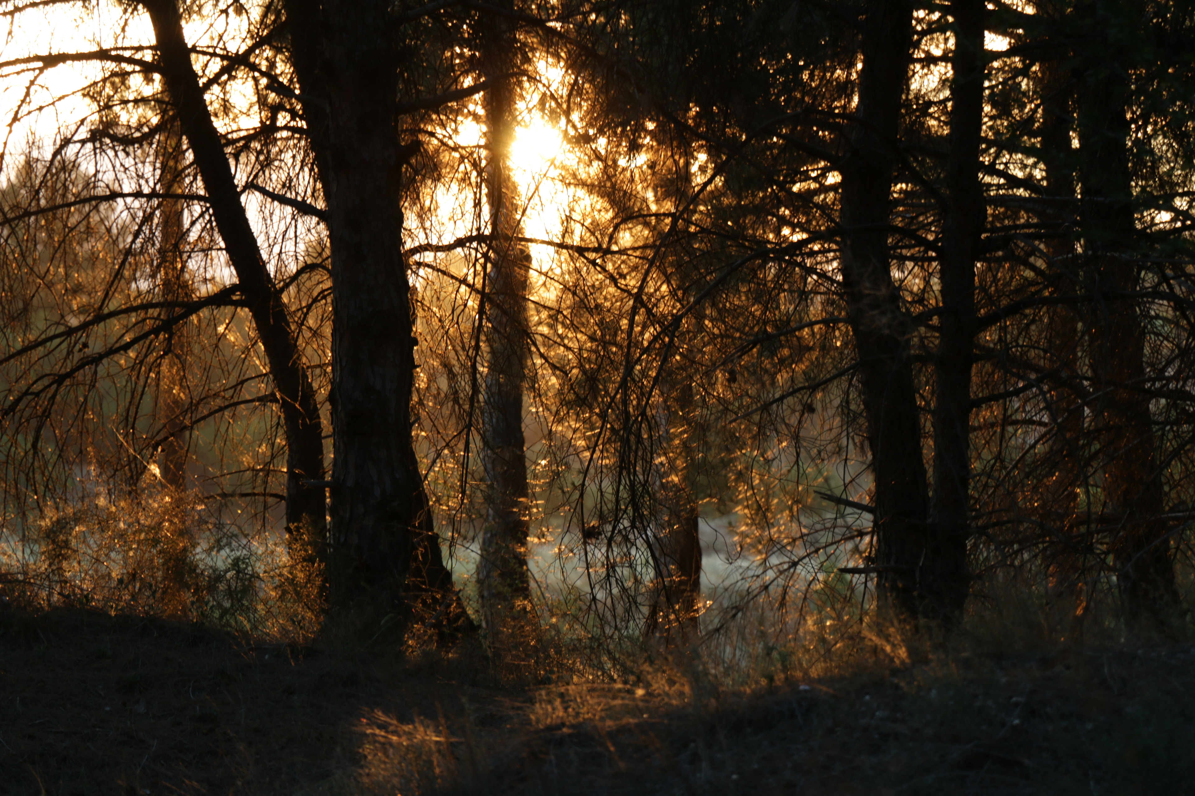 Through Trees