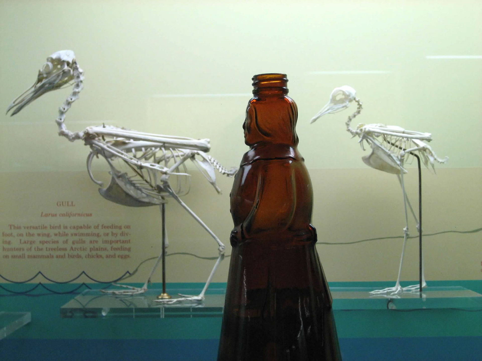Smithsonian: Natural History