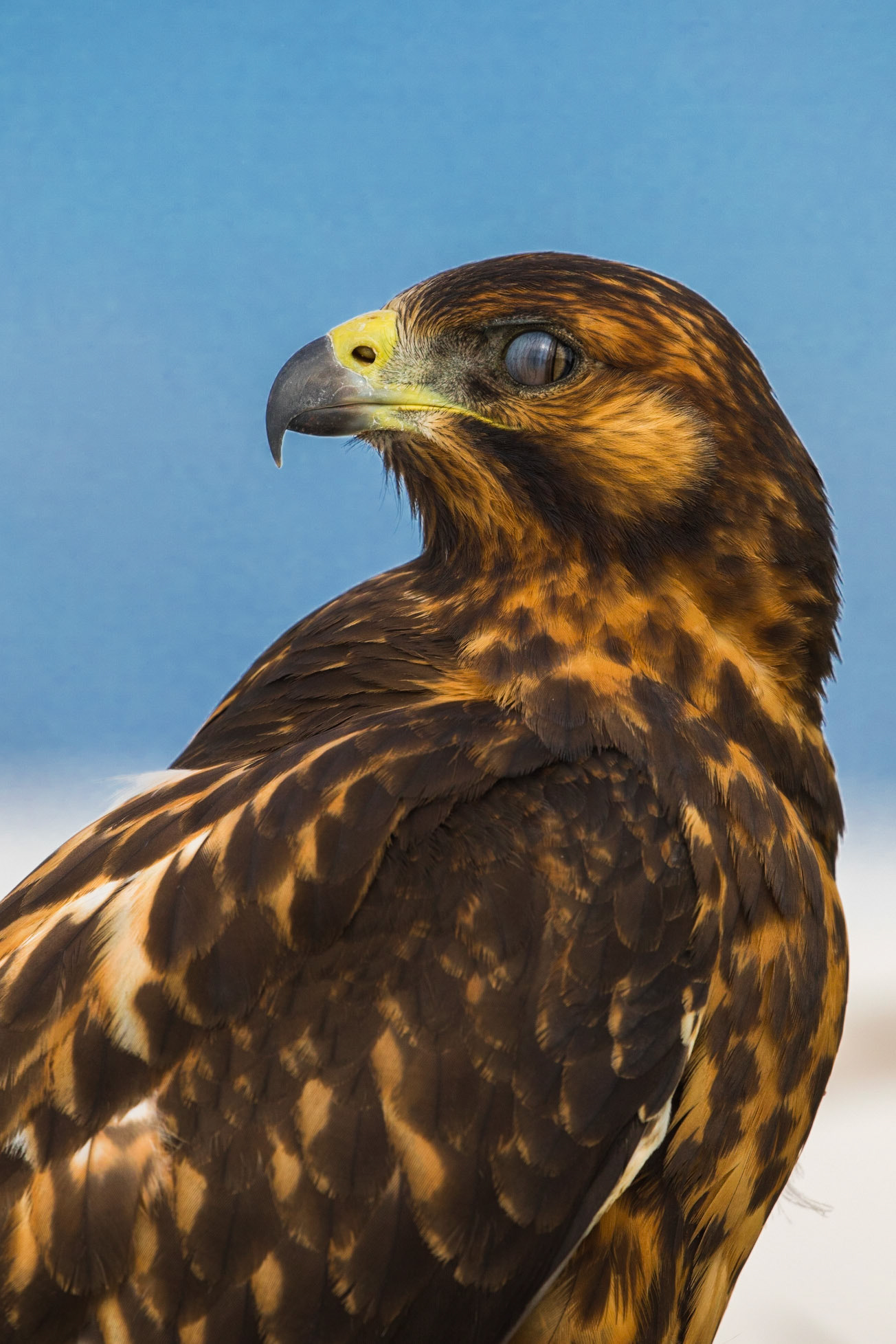 A Galapagos Hawk shows of its third eyelid at Gardner Bay on Hood, Galapagos Islands. Its relaxed nature allowed me to edge closer, lying on the ground, eventually reaching close enough to capture the eyelid in motion.