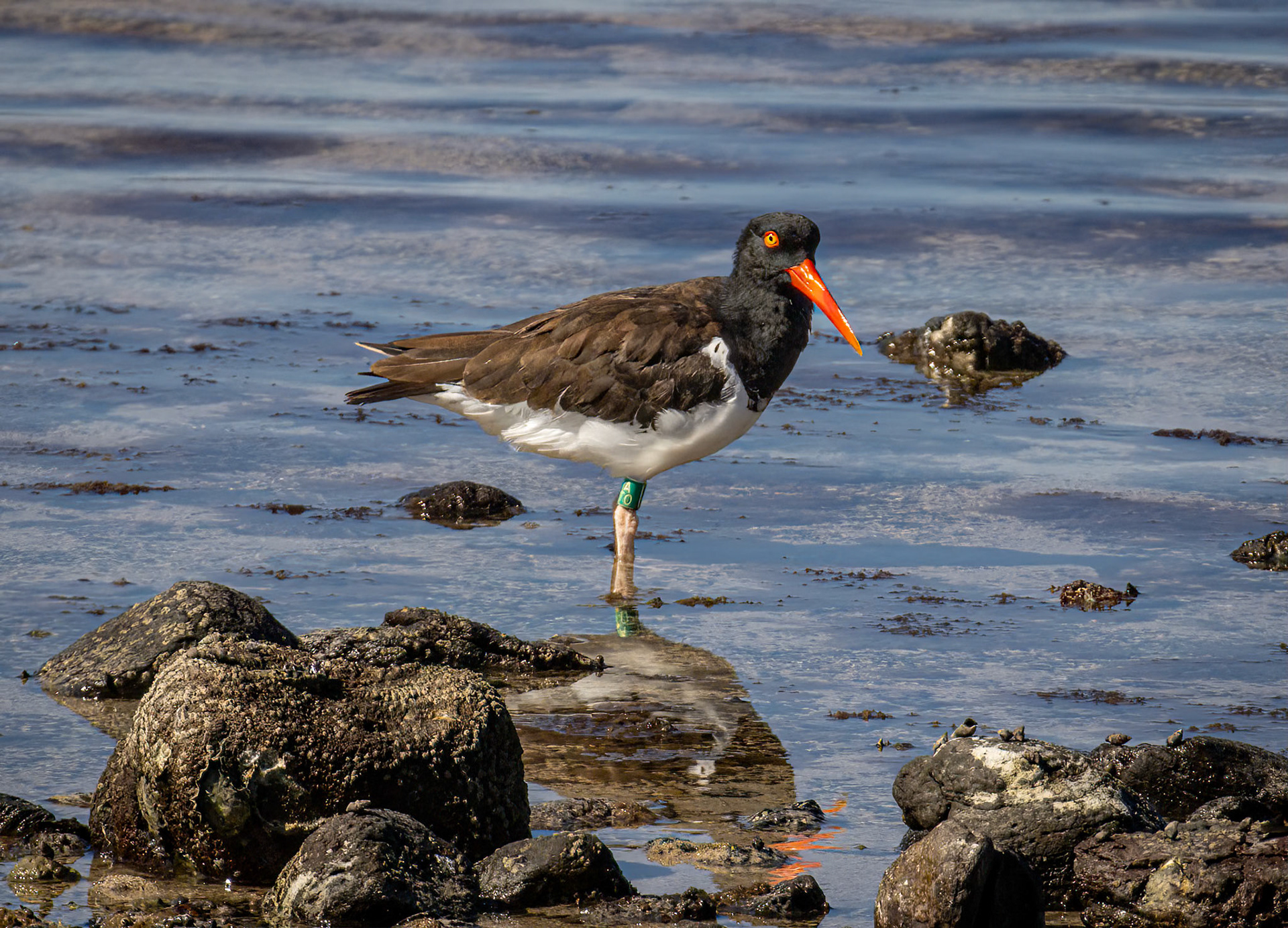 American Oystercatcher