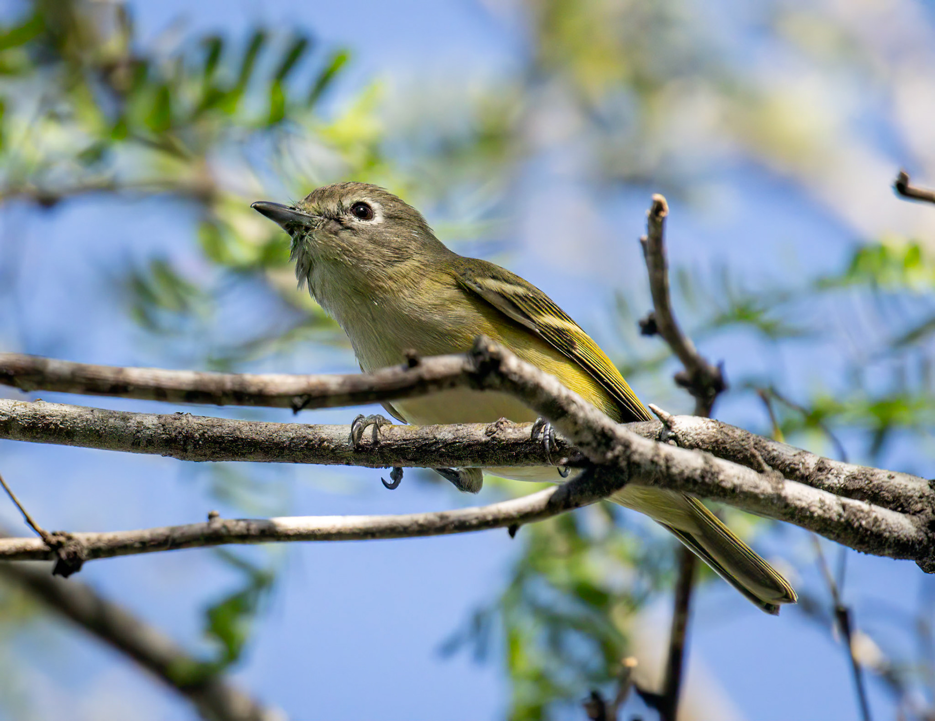 Bell's Vireo