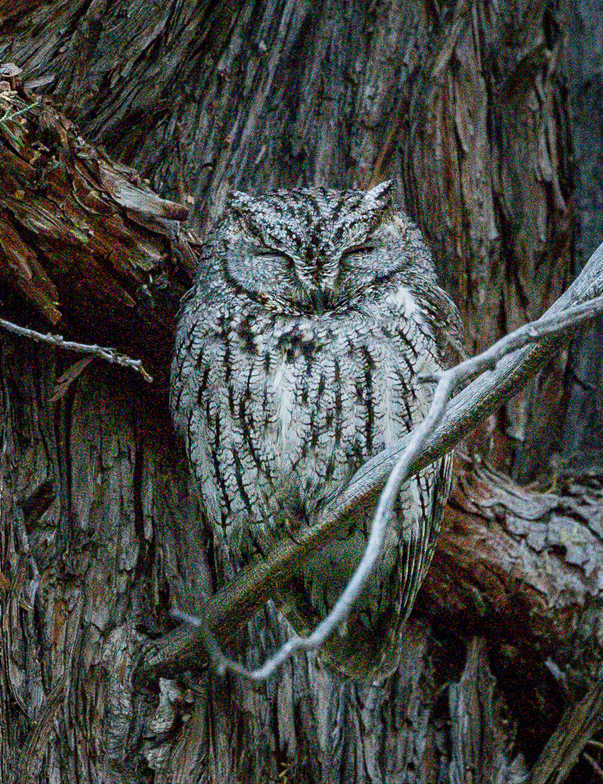 Western Screech-Owl