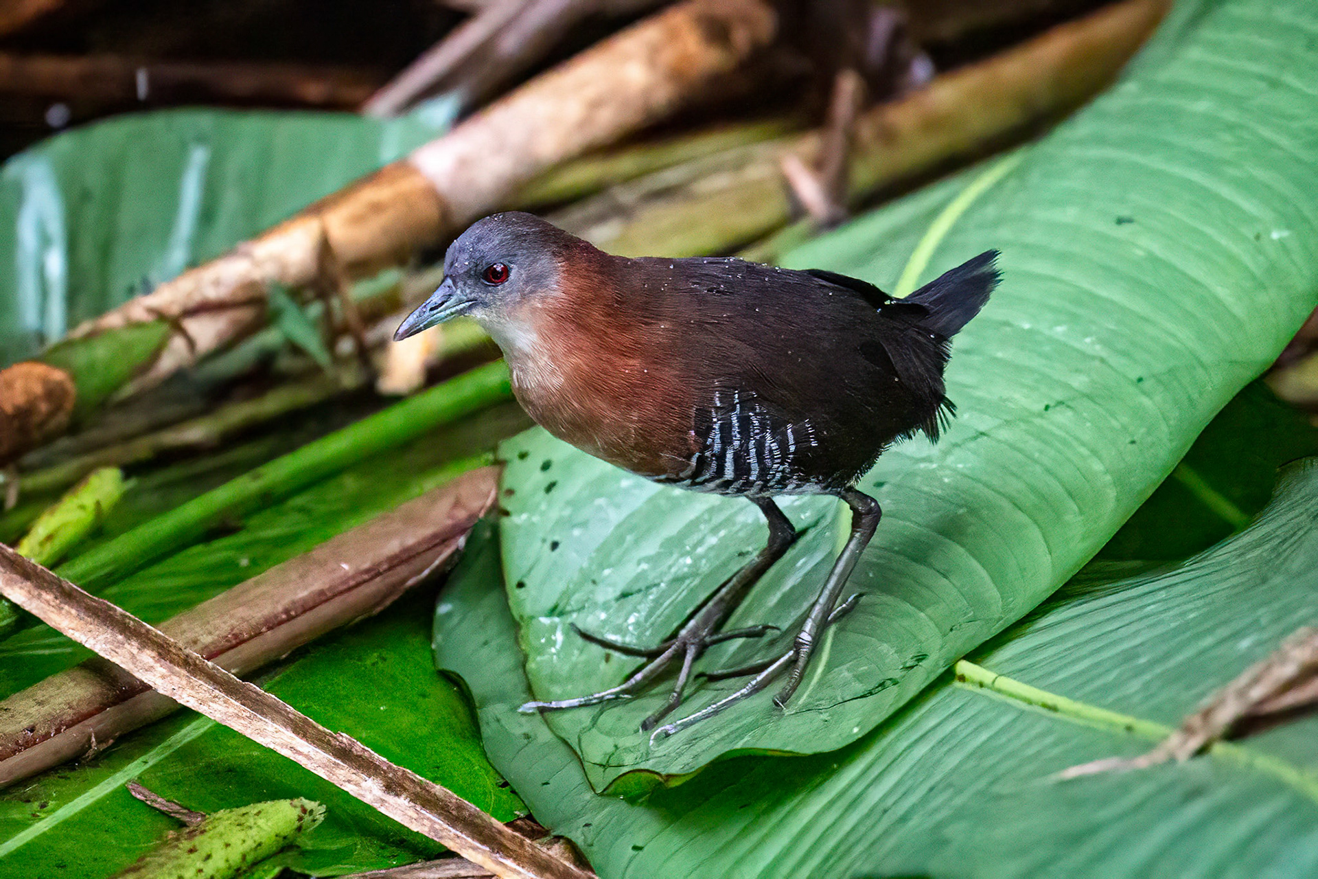 White-throated Crake