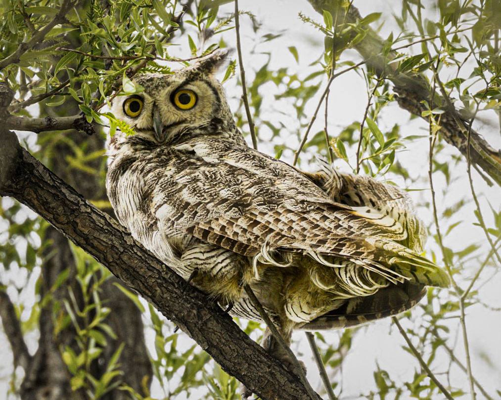 Great-horned Owl, Benson Pond, Malheur National Wildlife Area