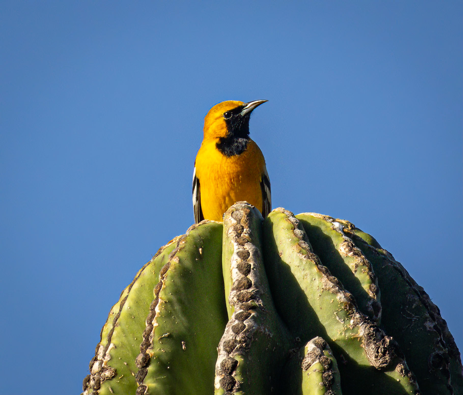Hooded Oriole
