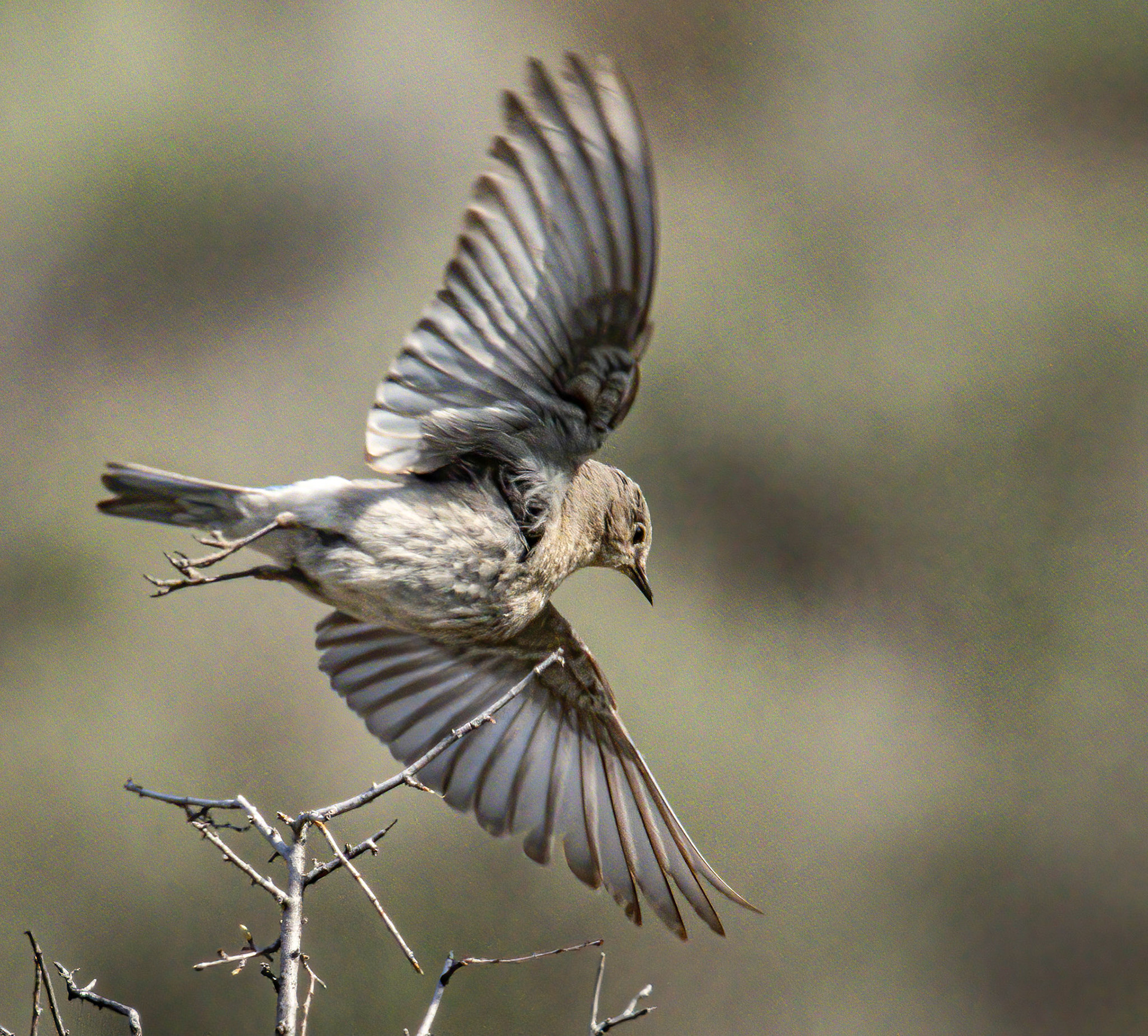 Mountain Bluebird