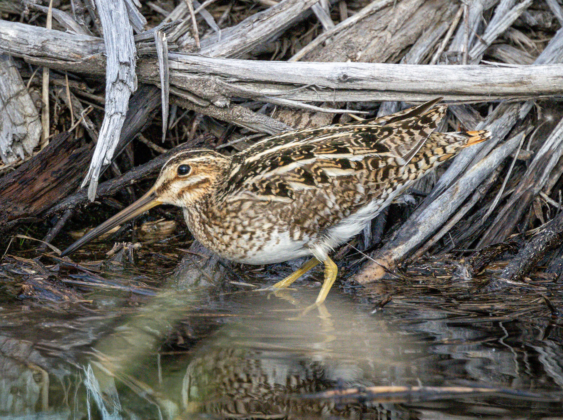 Wilson's Snipe