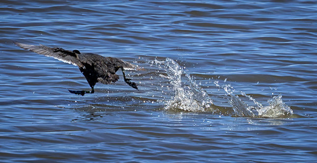 American Coot
