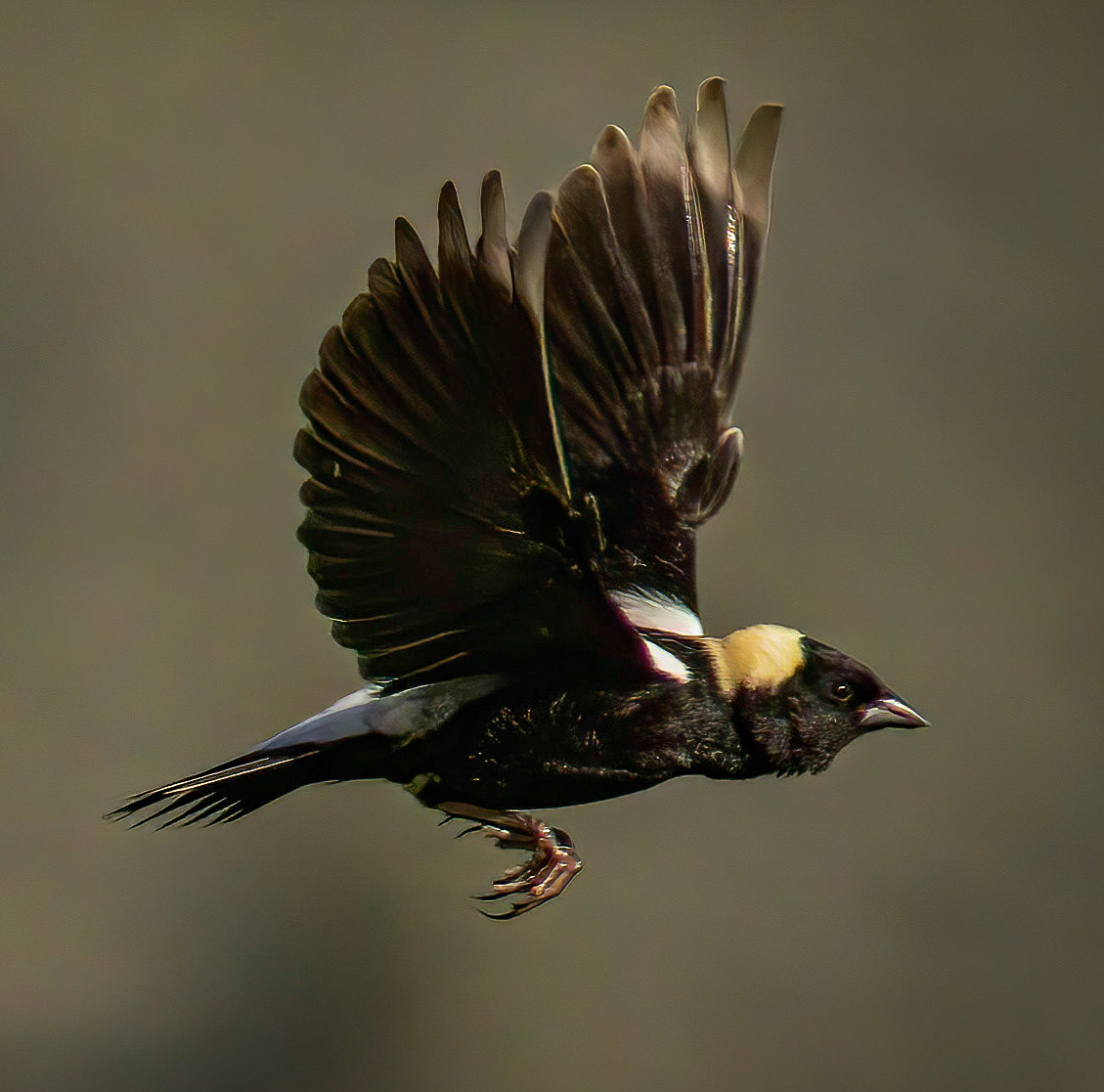 Bobolink
