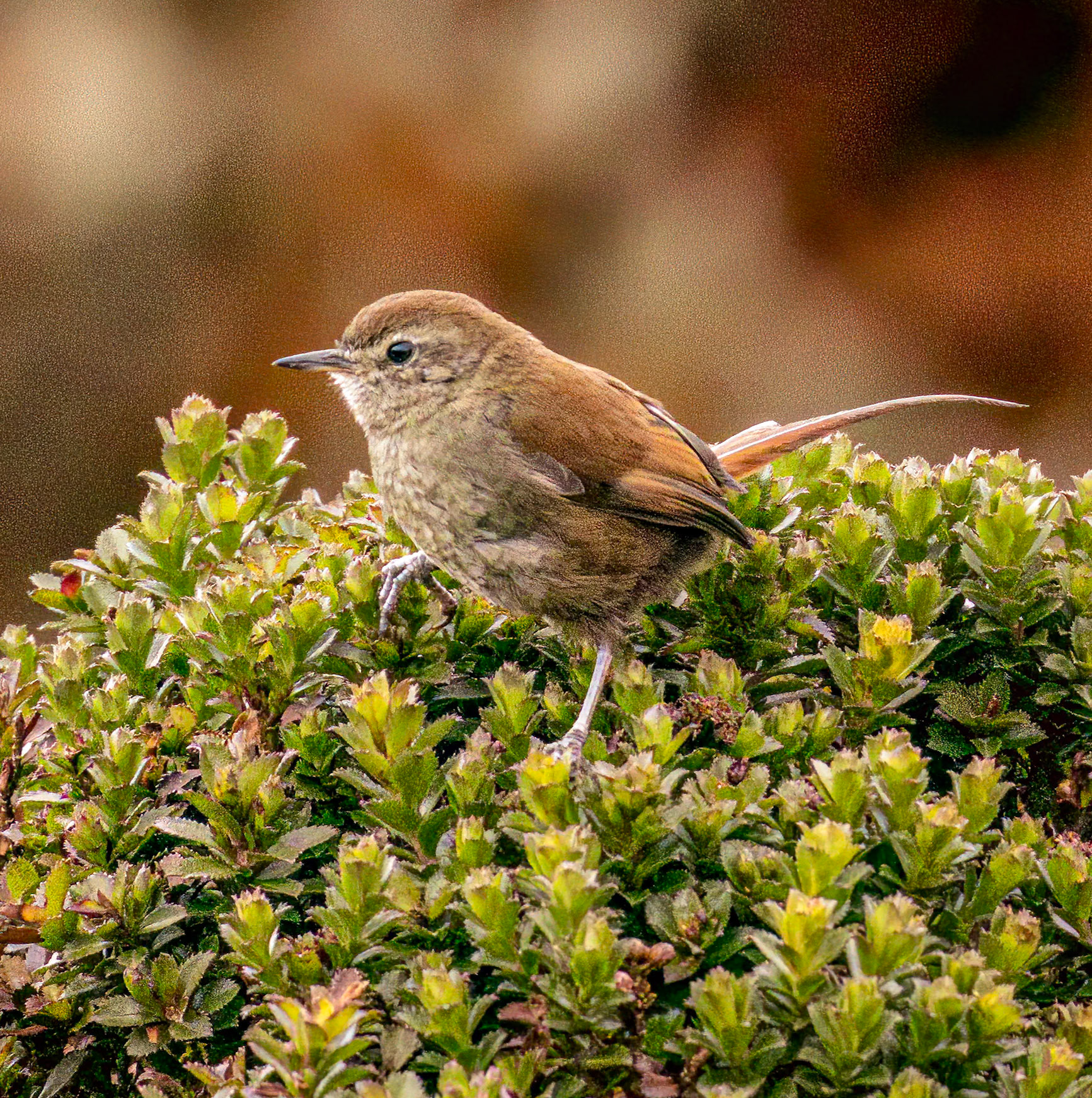 White-chinned Thistletail