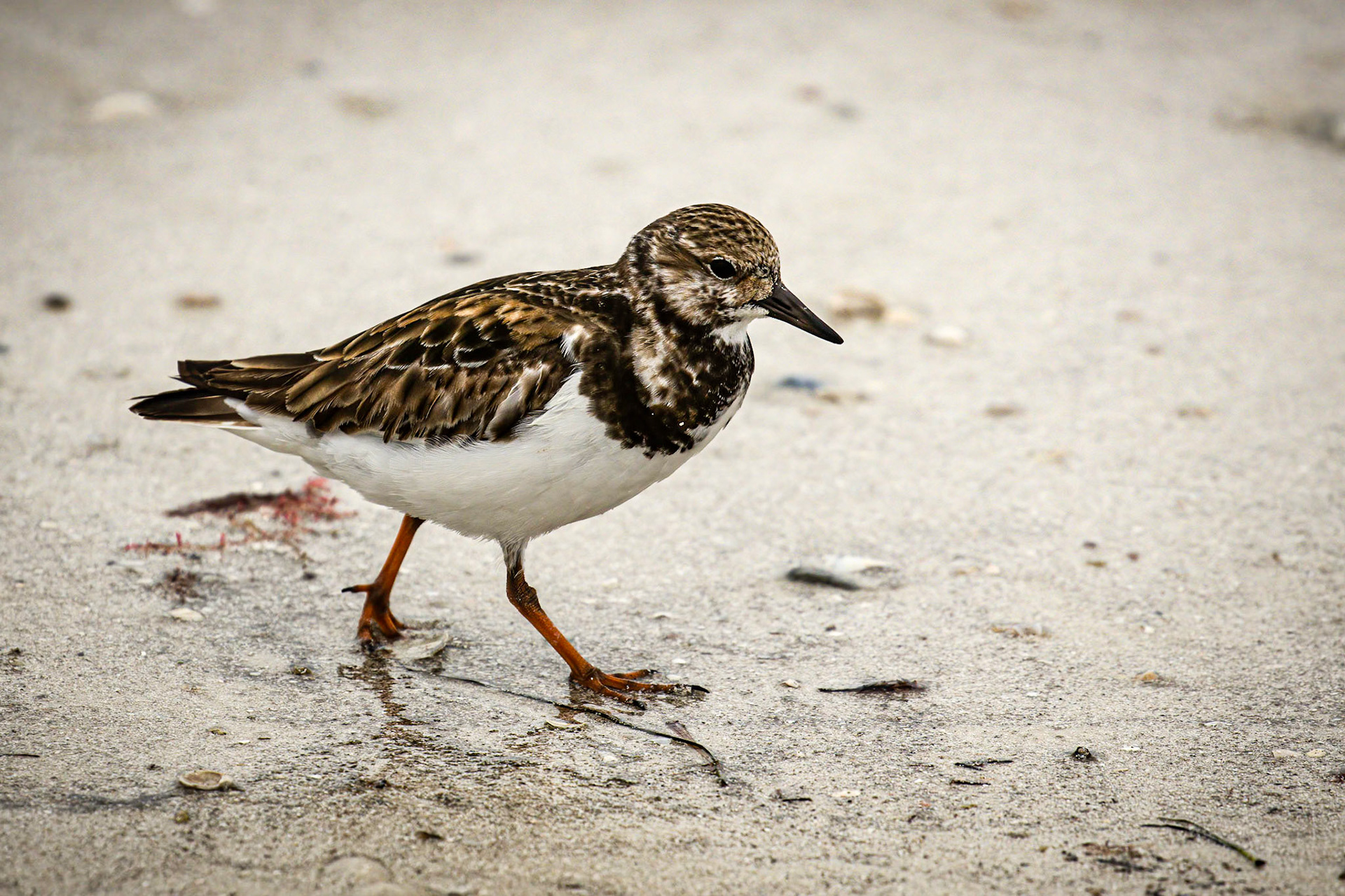 Rudy Turnstone
