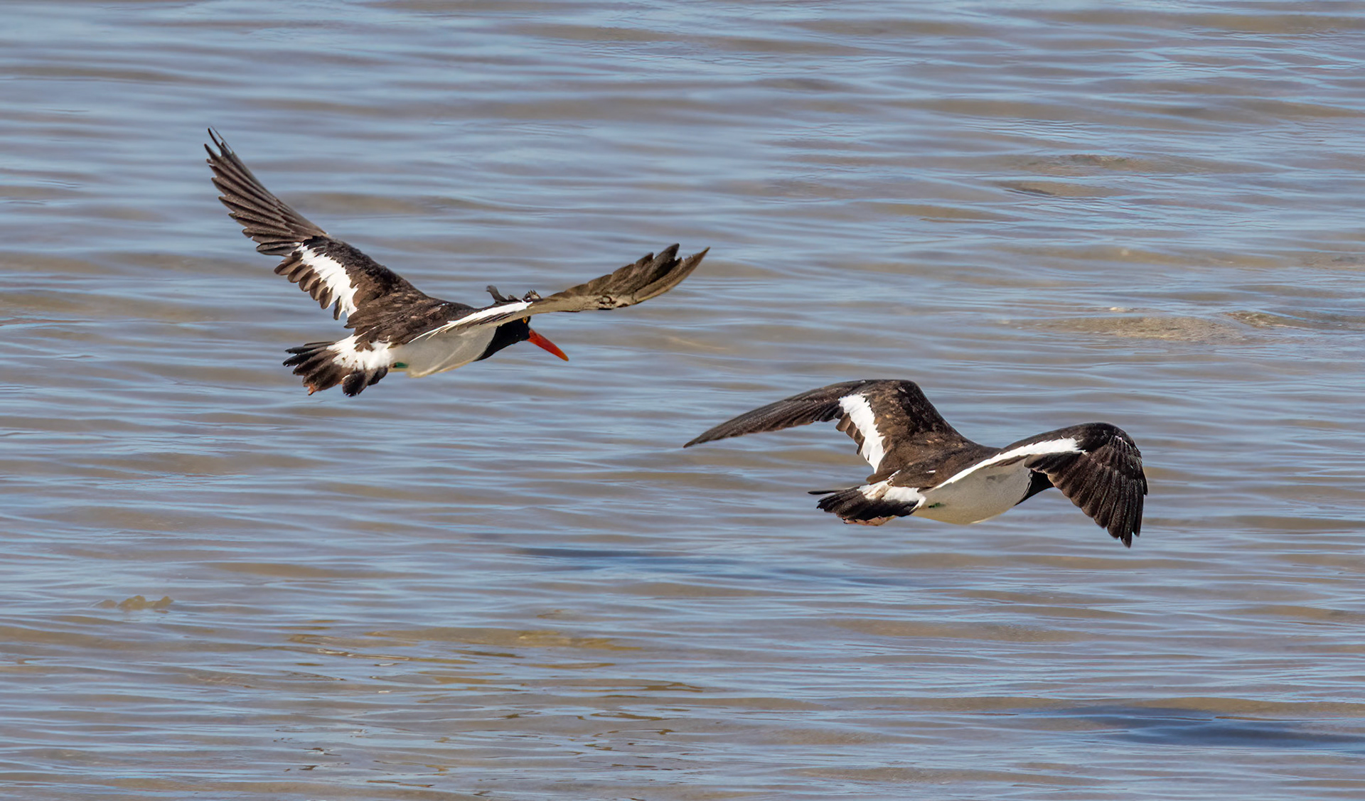 American Oystercatcher