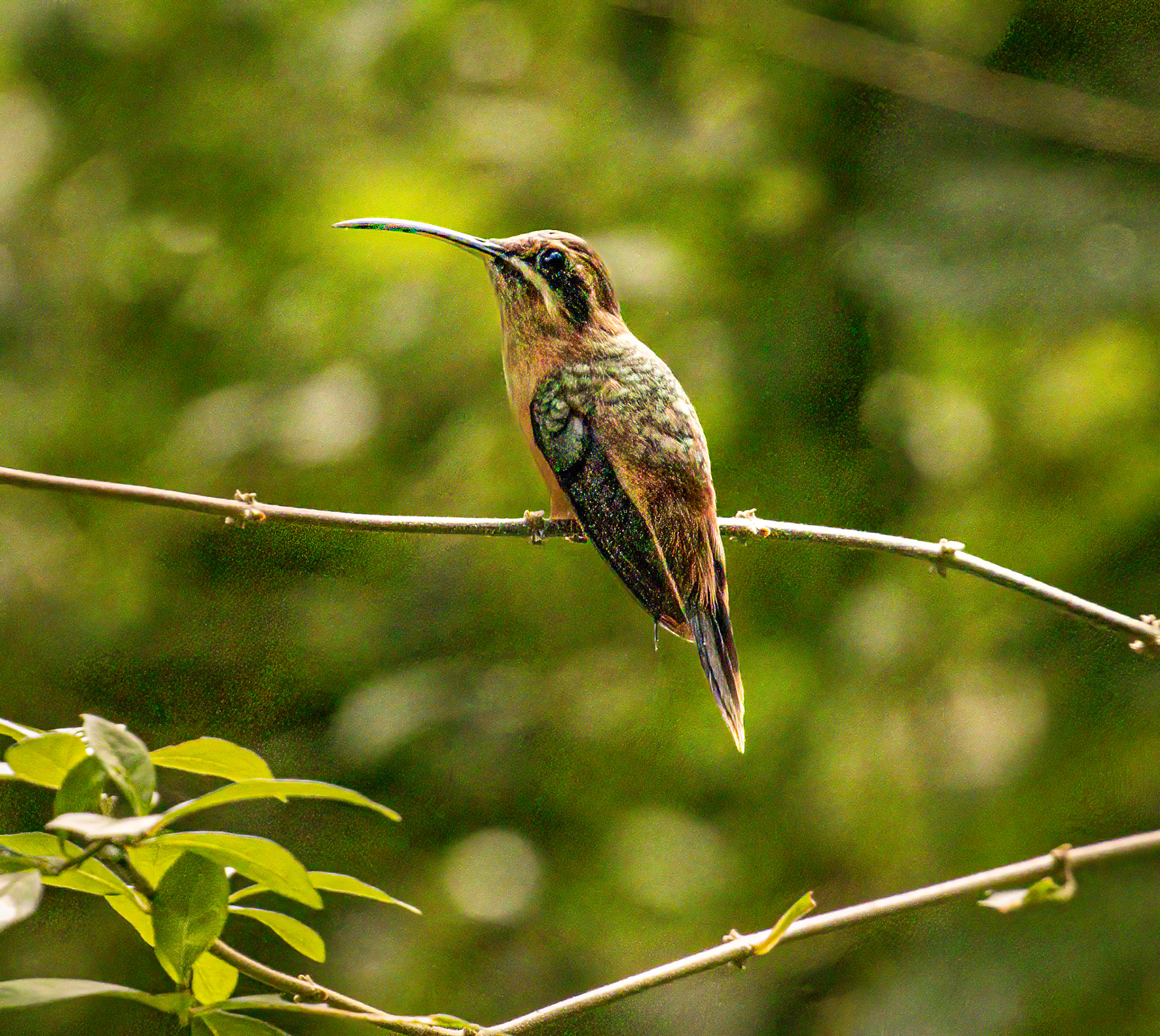 Stripe-throated Hermit