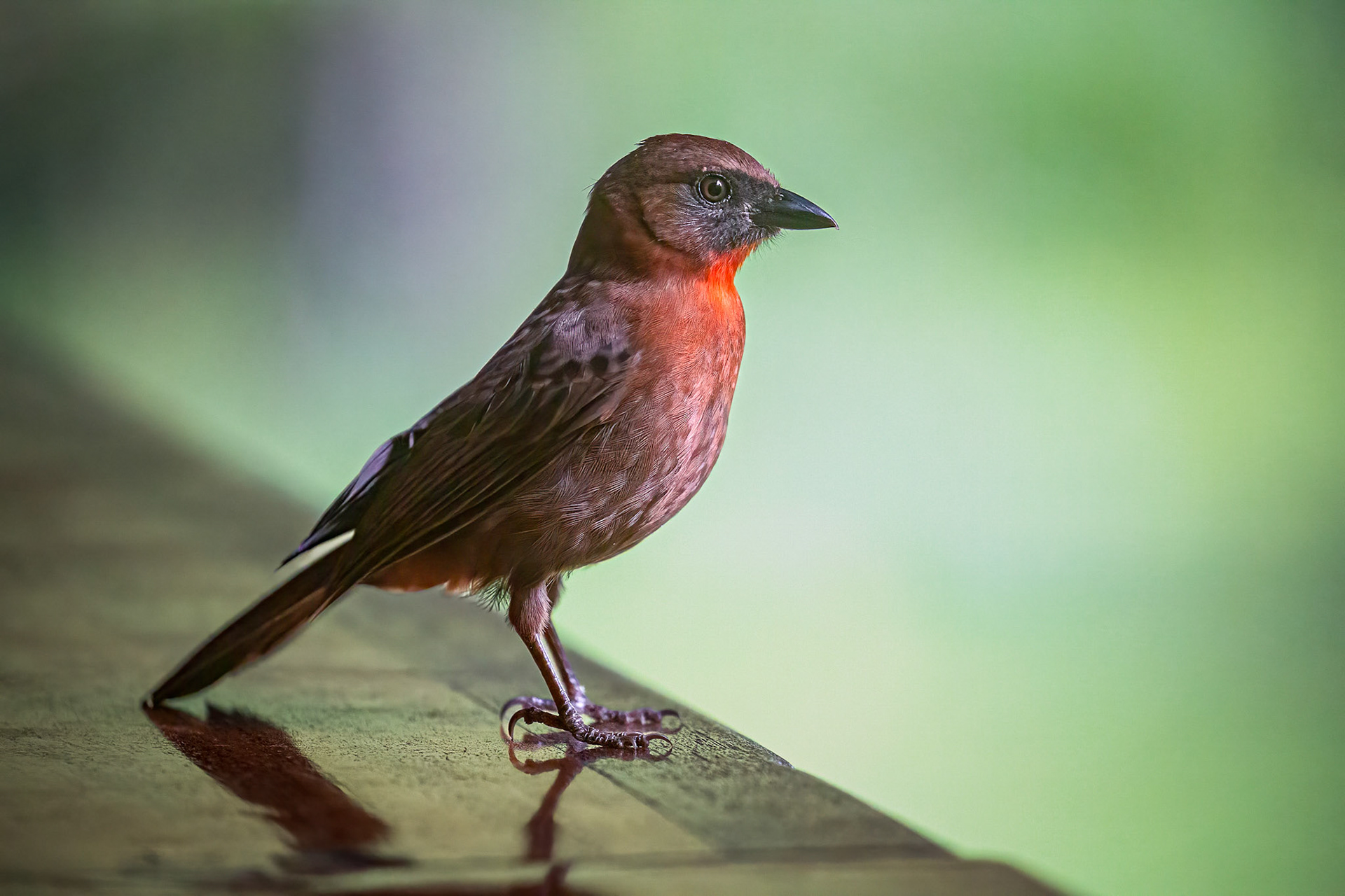 Red-throated Ant-Tanager