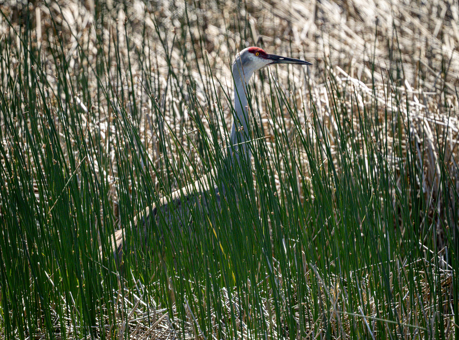 Sandhill Crane