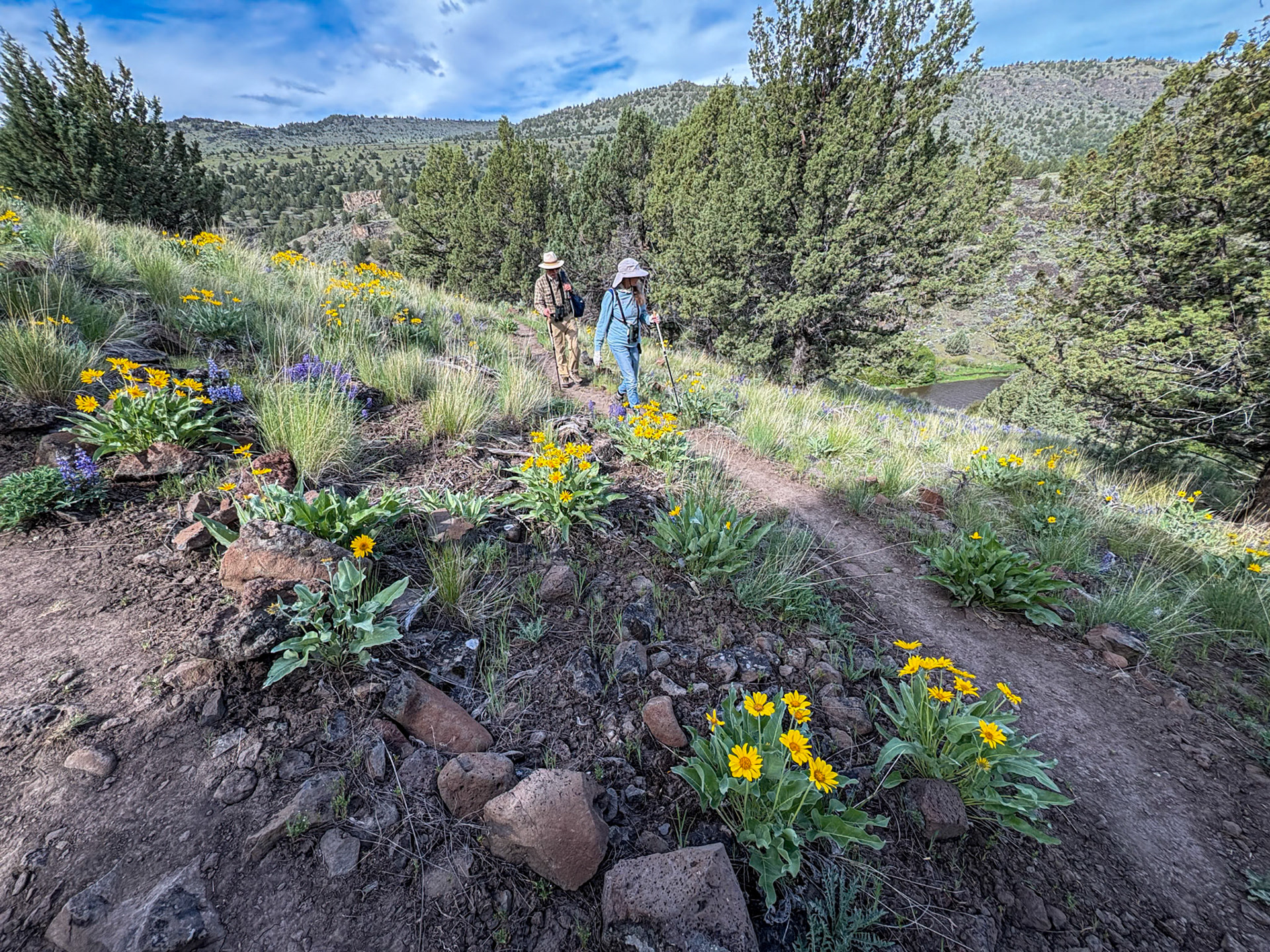 Arrowleaf Balsamroot along the Blitzen River Trail