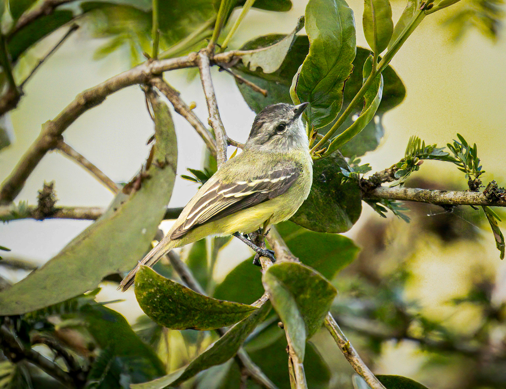Yellow-crowned Tyrannulet