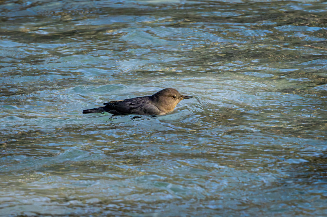 American Dipper