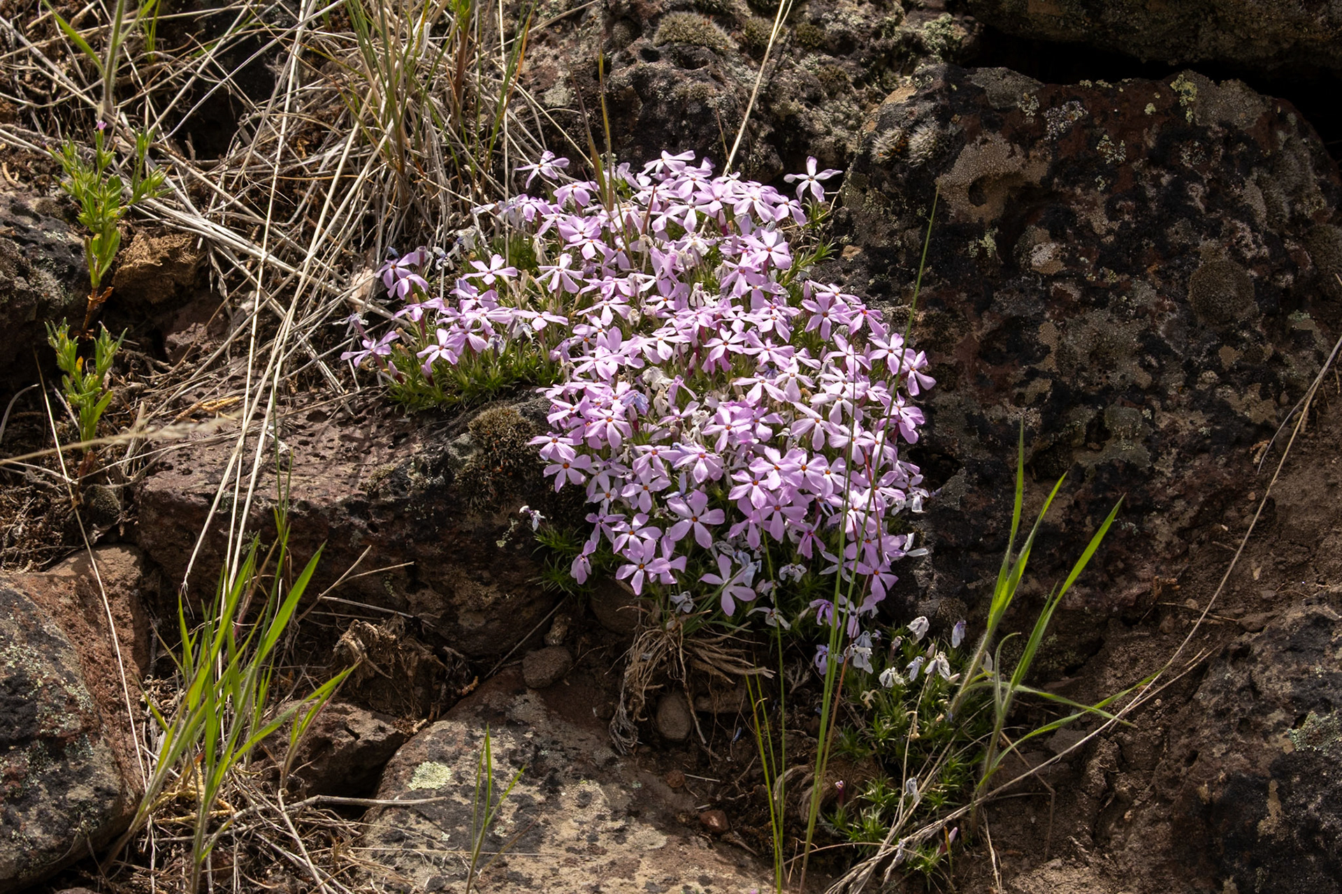 Spreading Phlox
