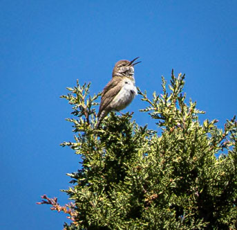 Rock Wren