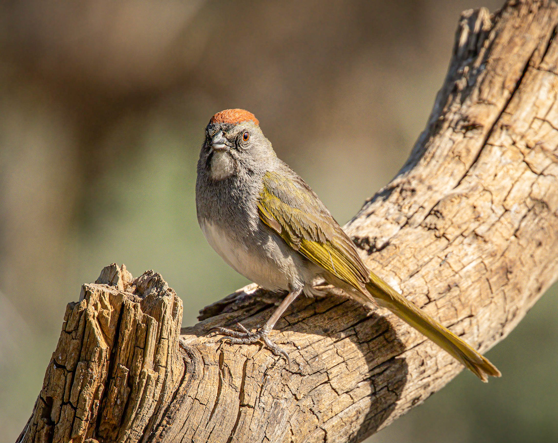 Green-tailed Towhee