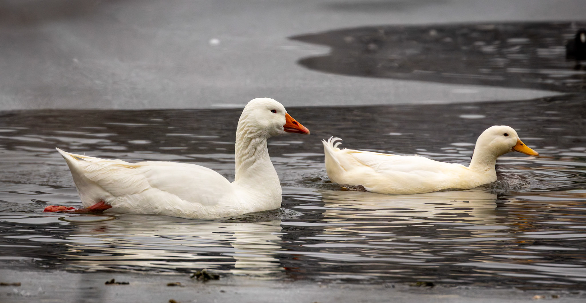 Domestic Mallard Hybrid