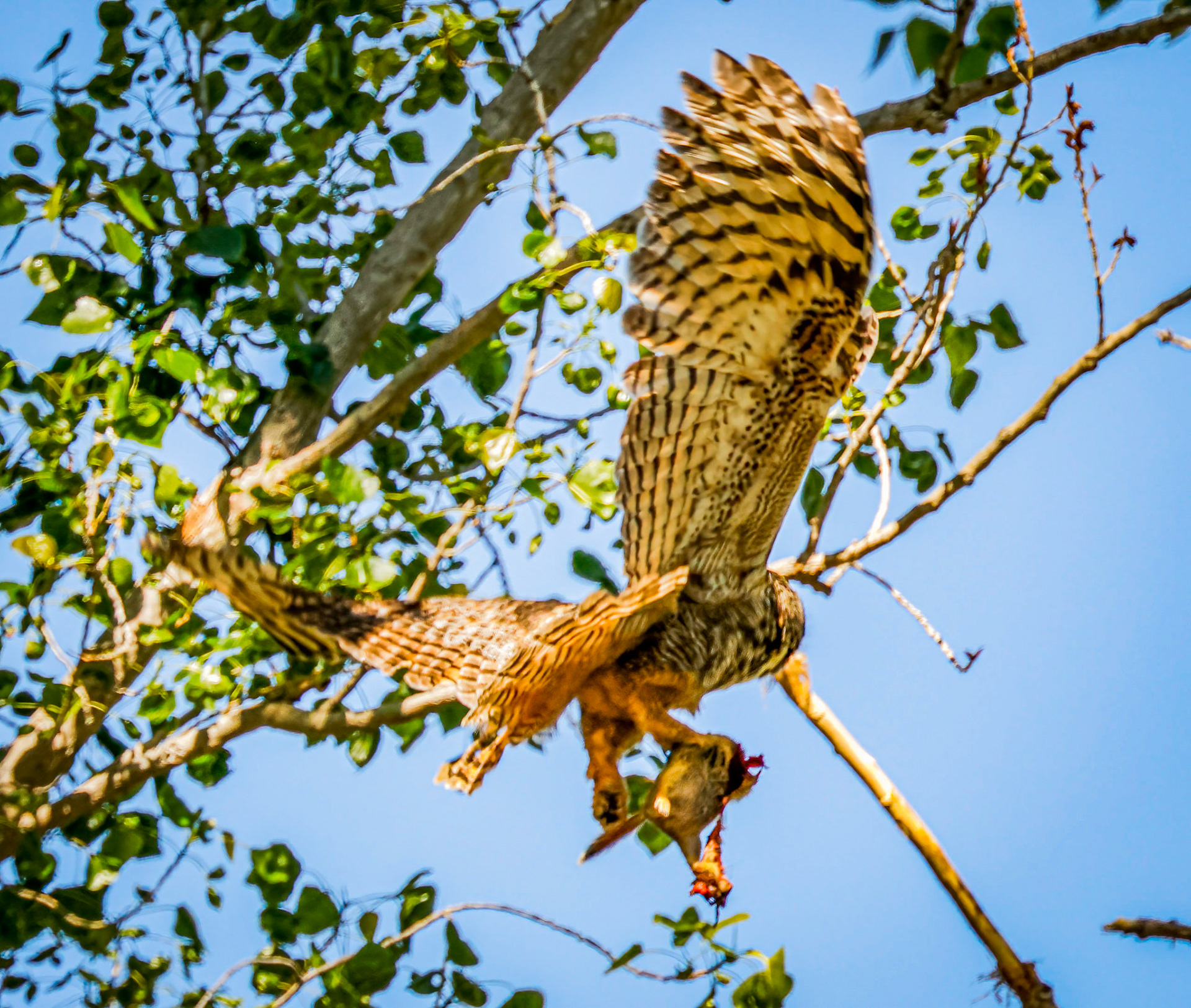 Great Horned Owl with prey