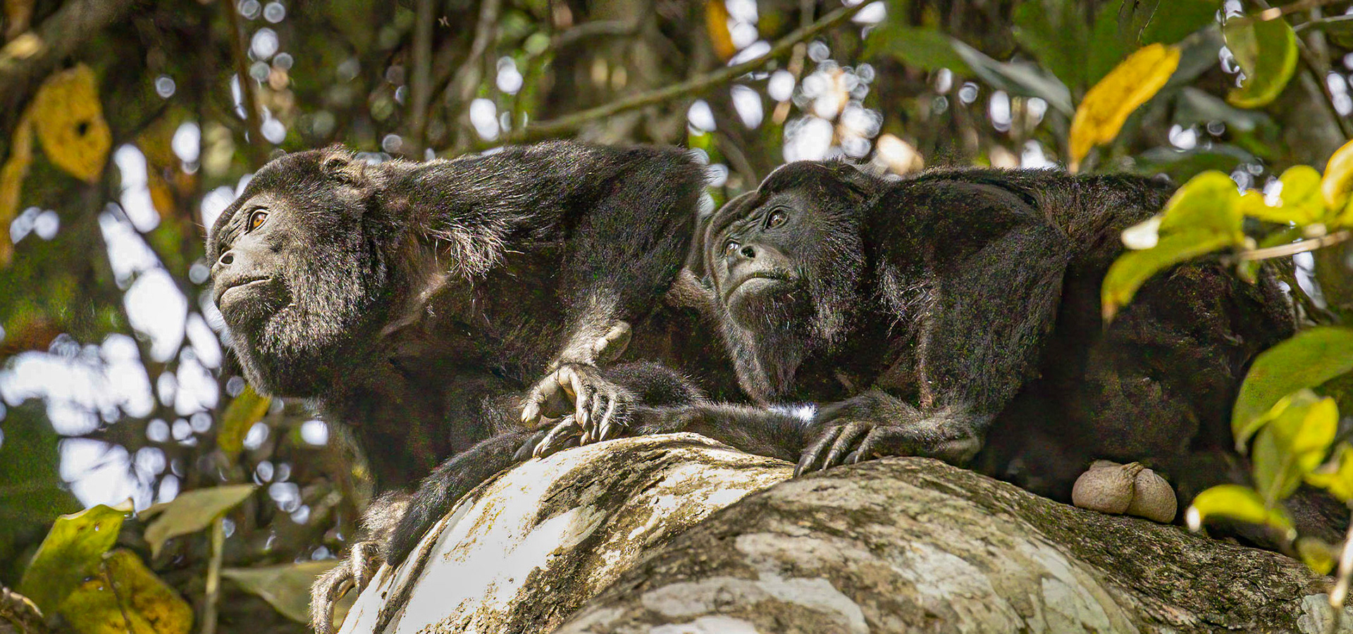 Howler Monkeys watching over the kids.