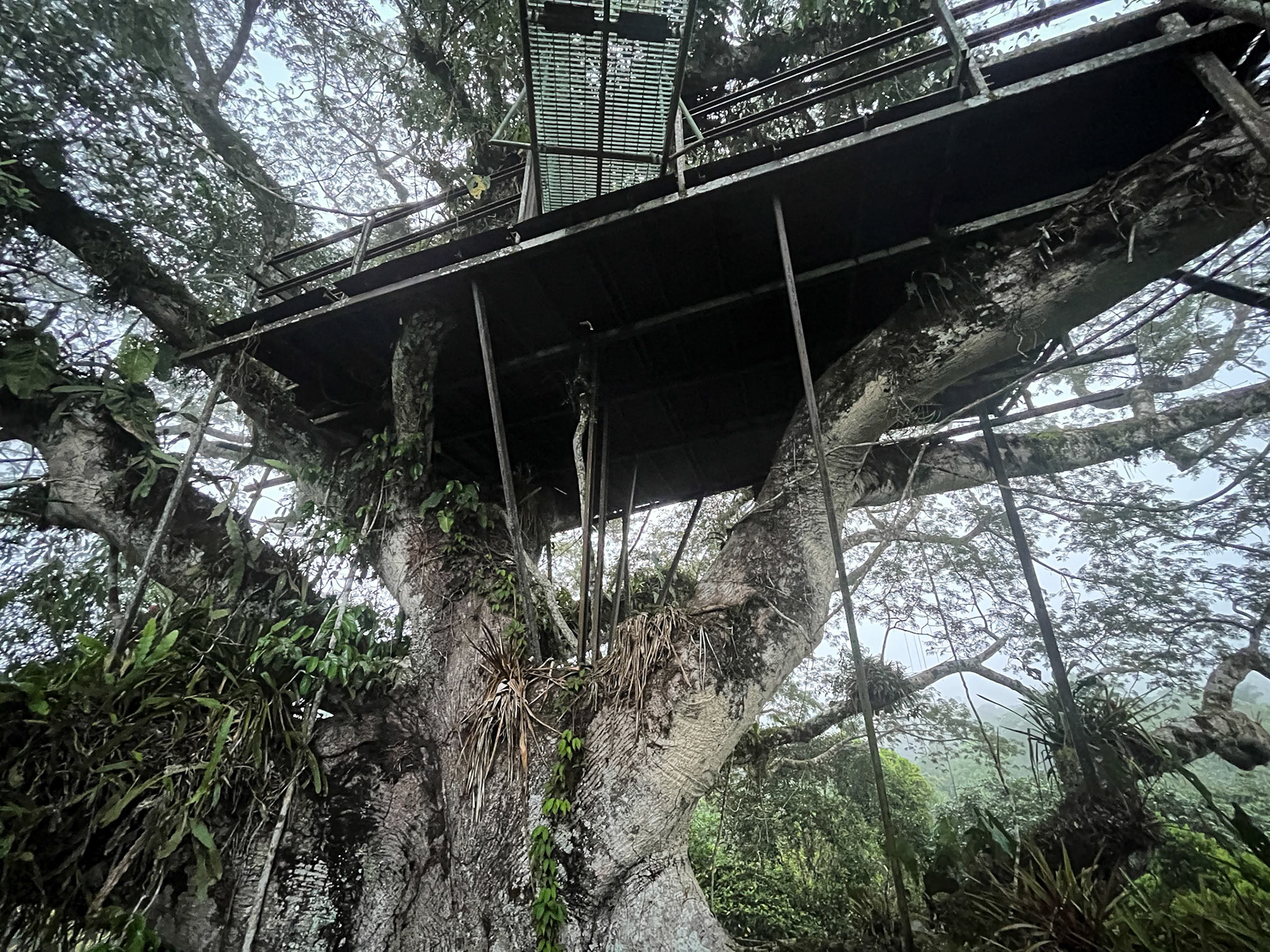 Sani Lodge Tower in Kapok Tree