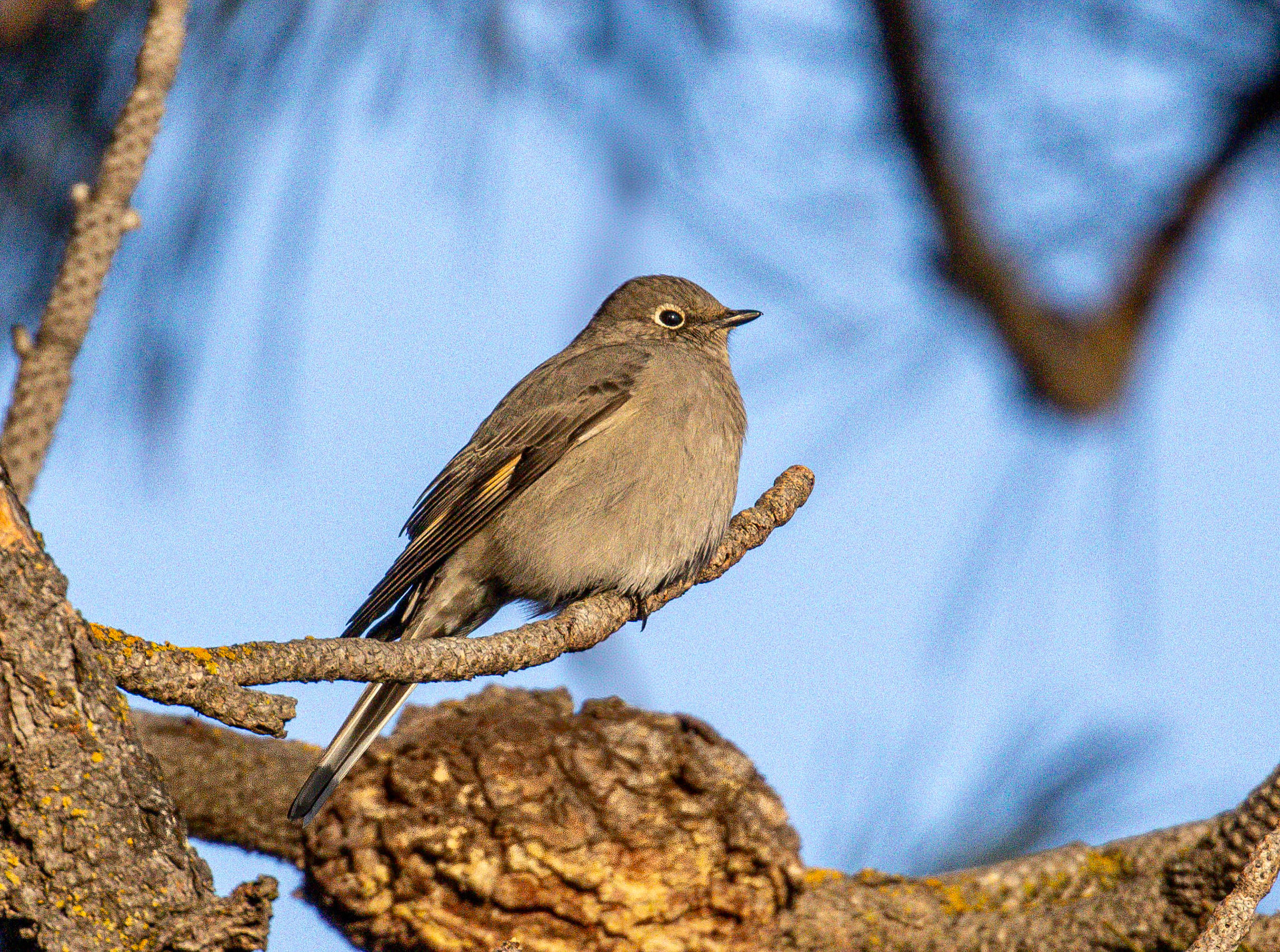 Townsend's Solitaire