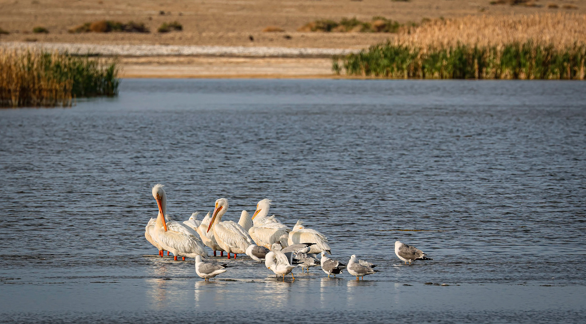 White Pelican