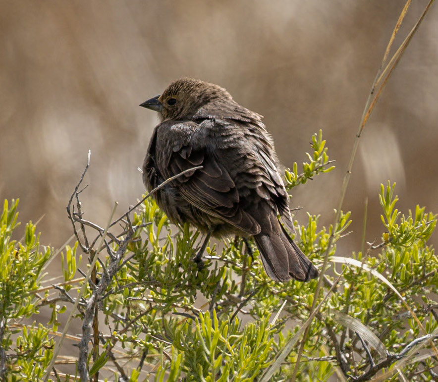 Brown-headed Cowbird