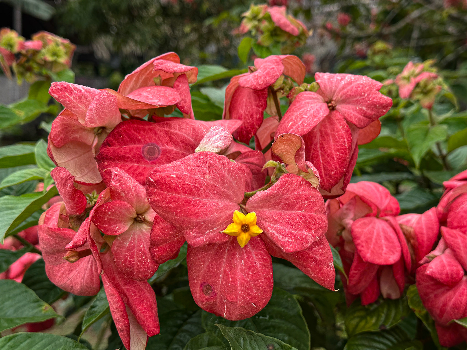Begonia Species