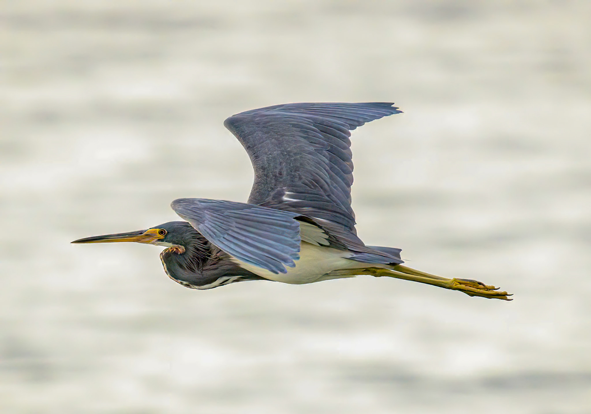 Tricolored Heron