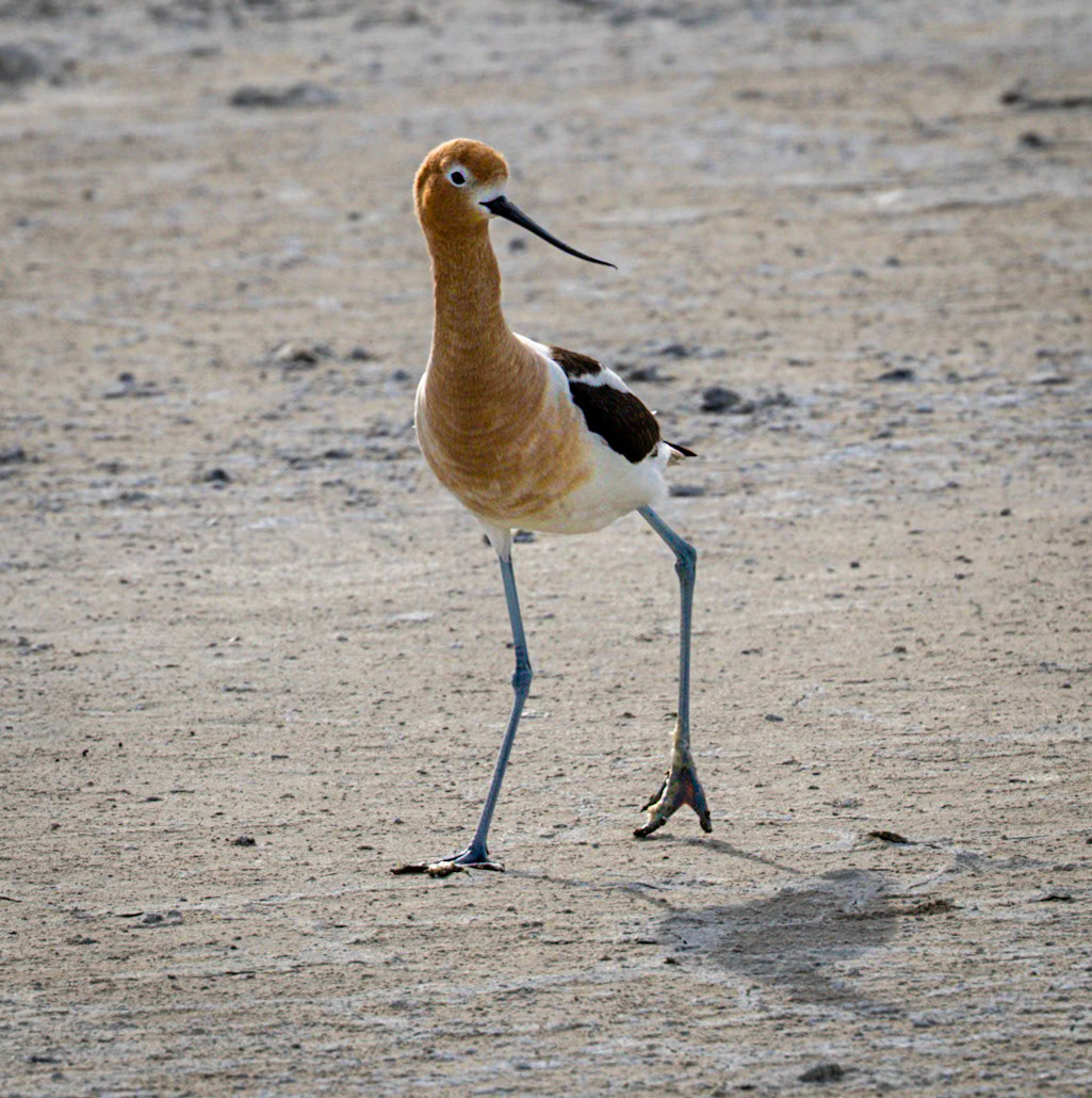 American Avocet