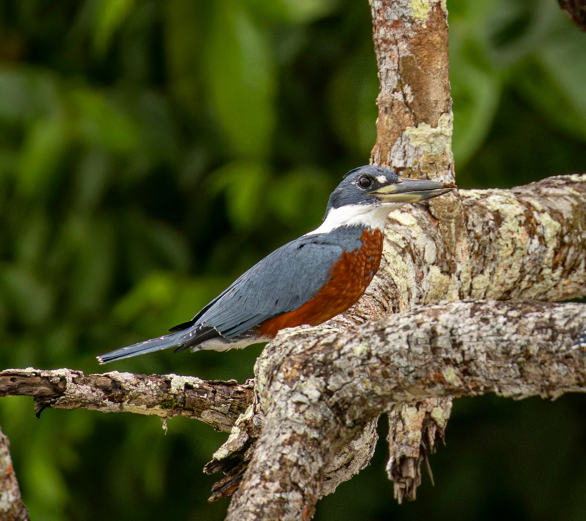 Ringed Kingfisher