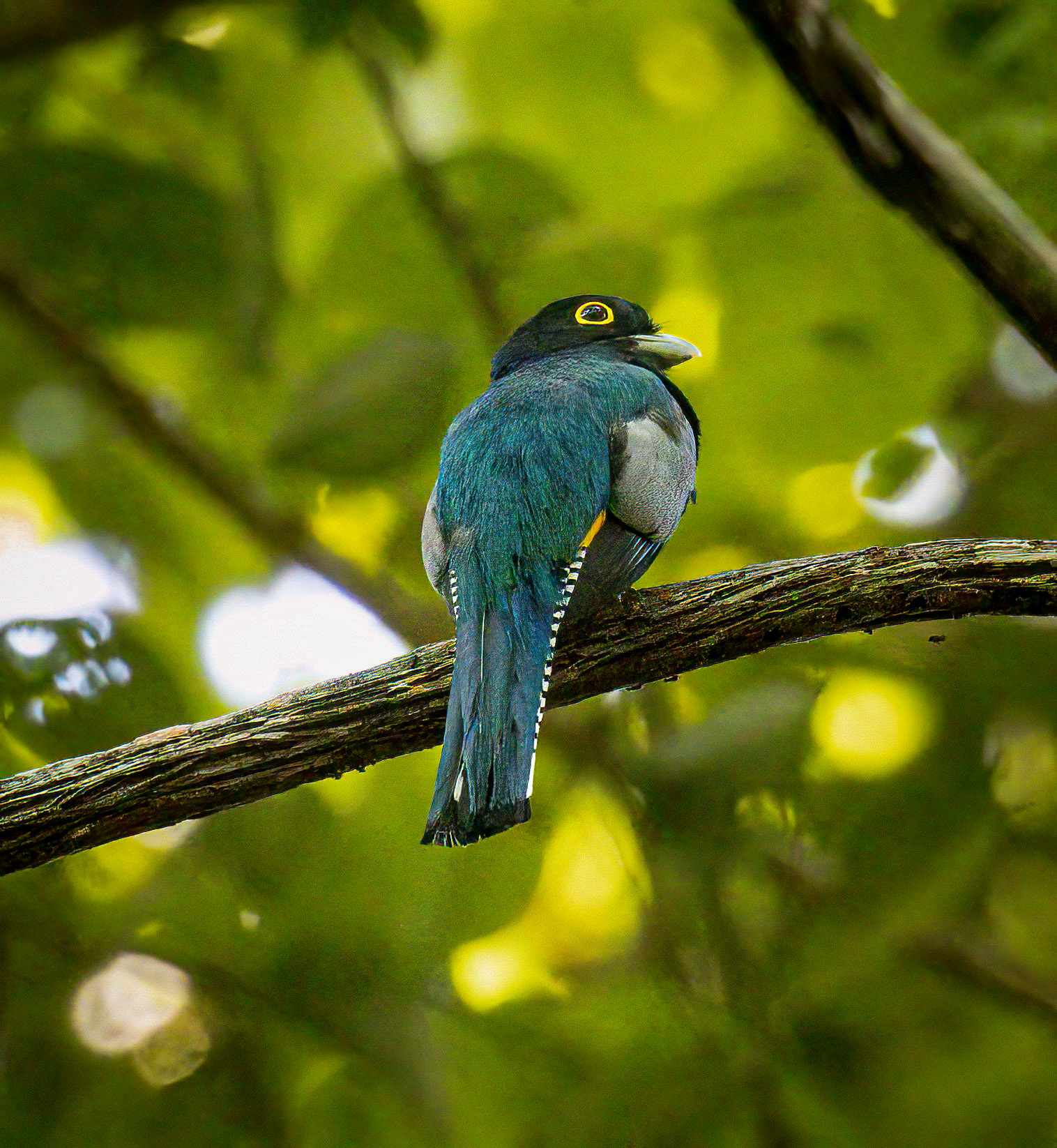 Gartered Trogon