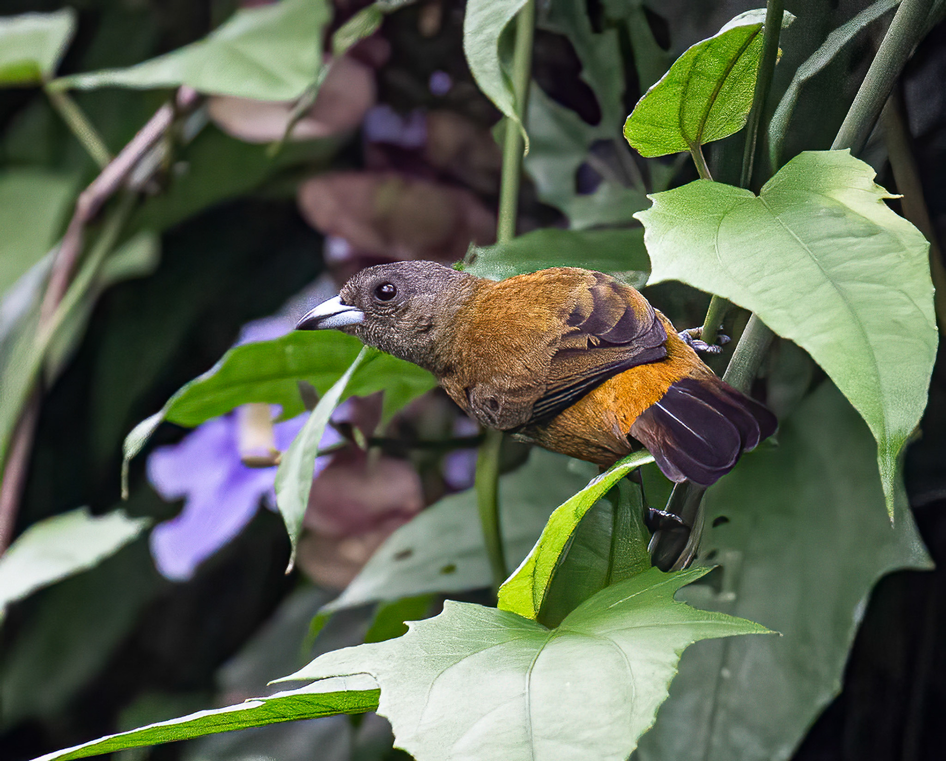 Scarlet-rumped Tanager