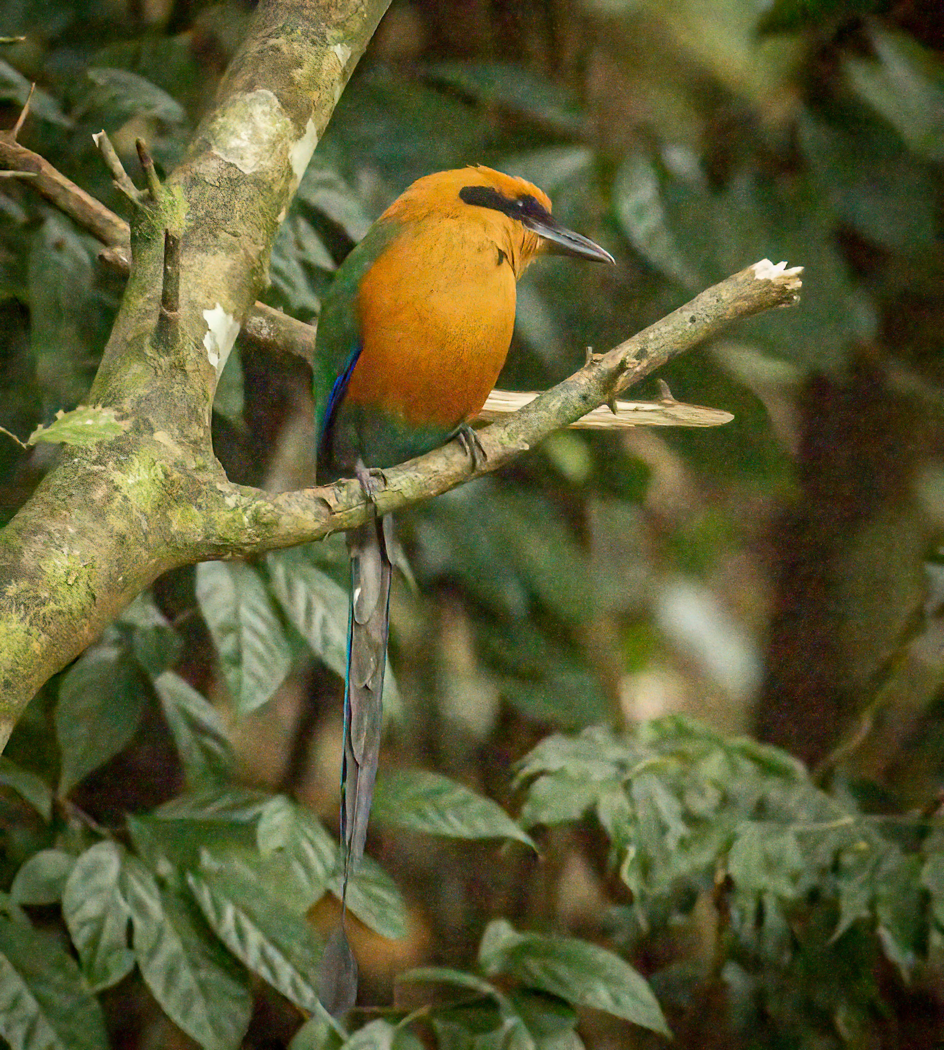 Rufous Motmot