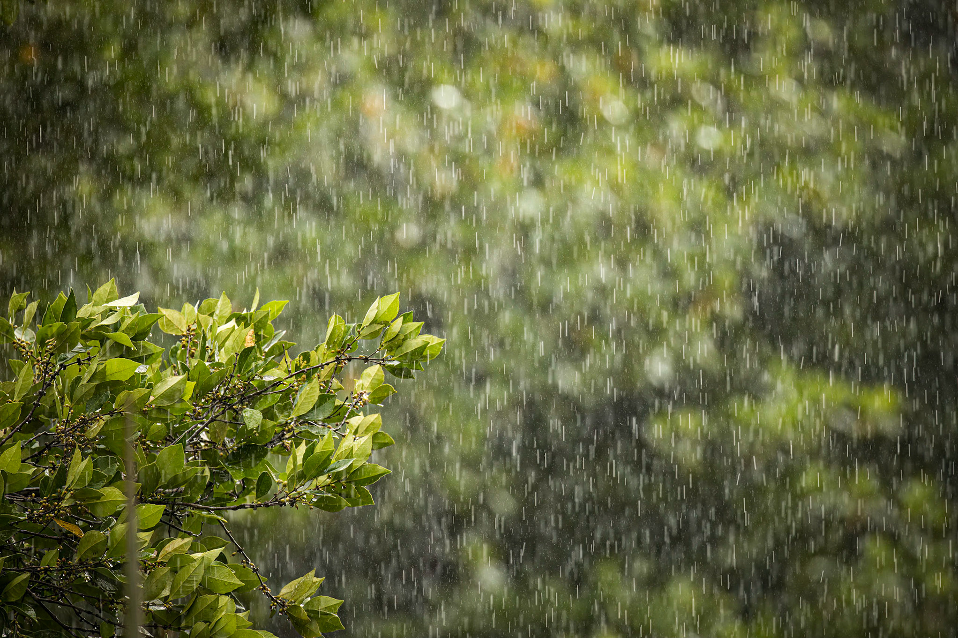 Rain from the veranda, Tranquilo Bay