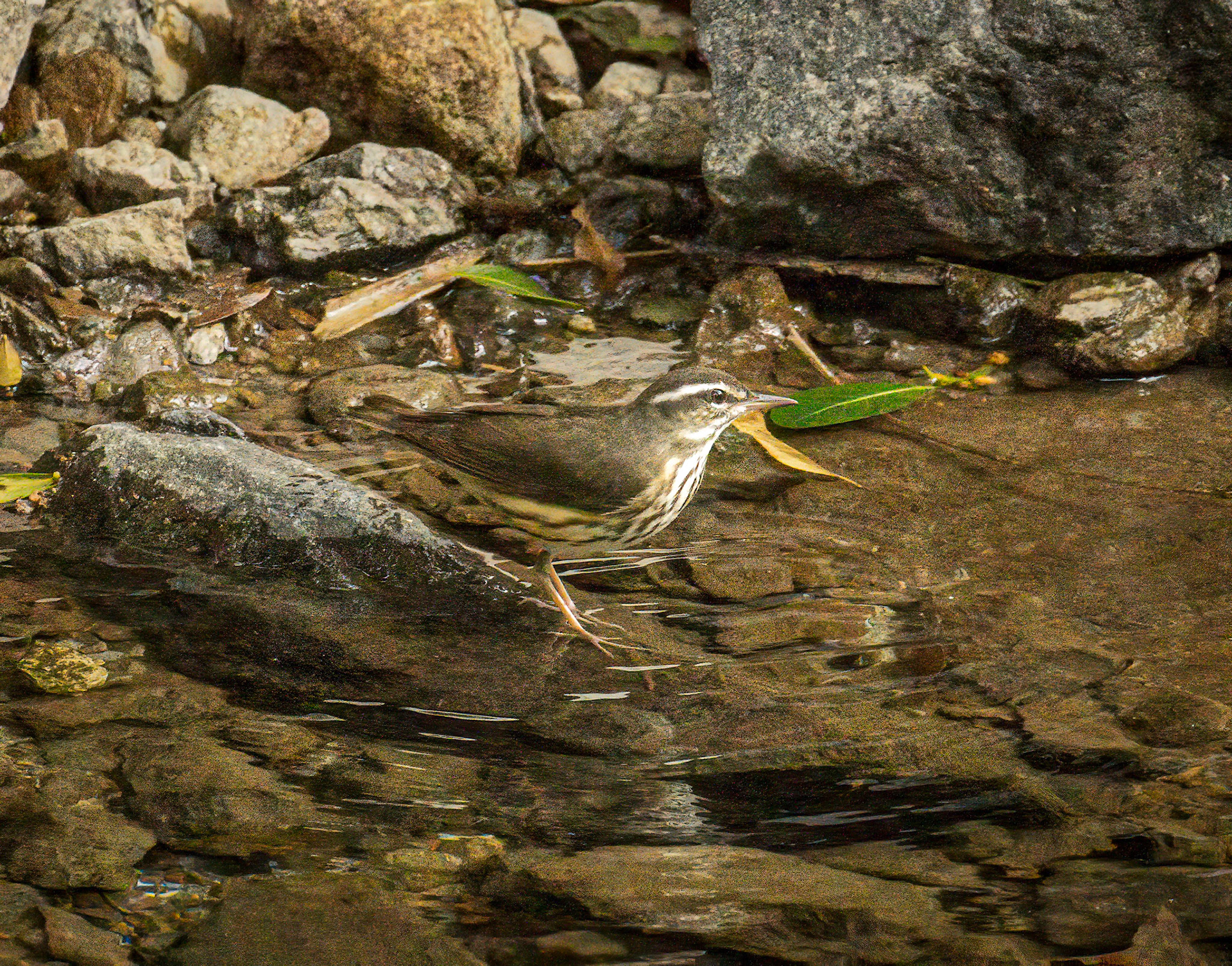 Louisiana Waterthrush