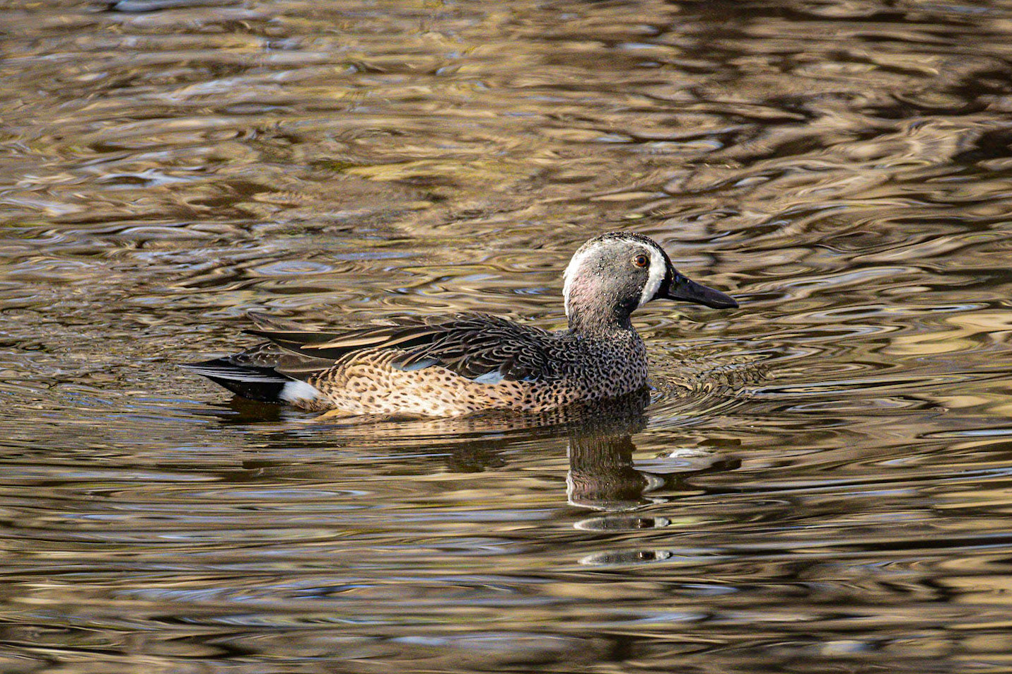 Blue-winged Teal
