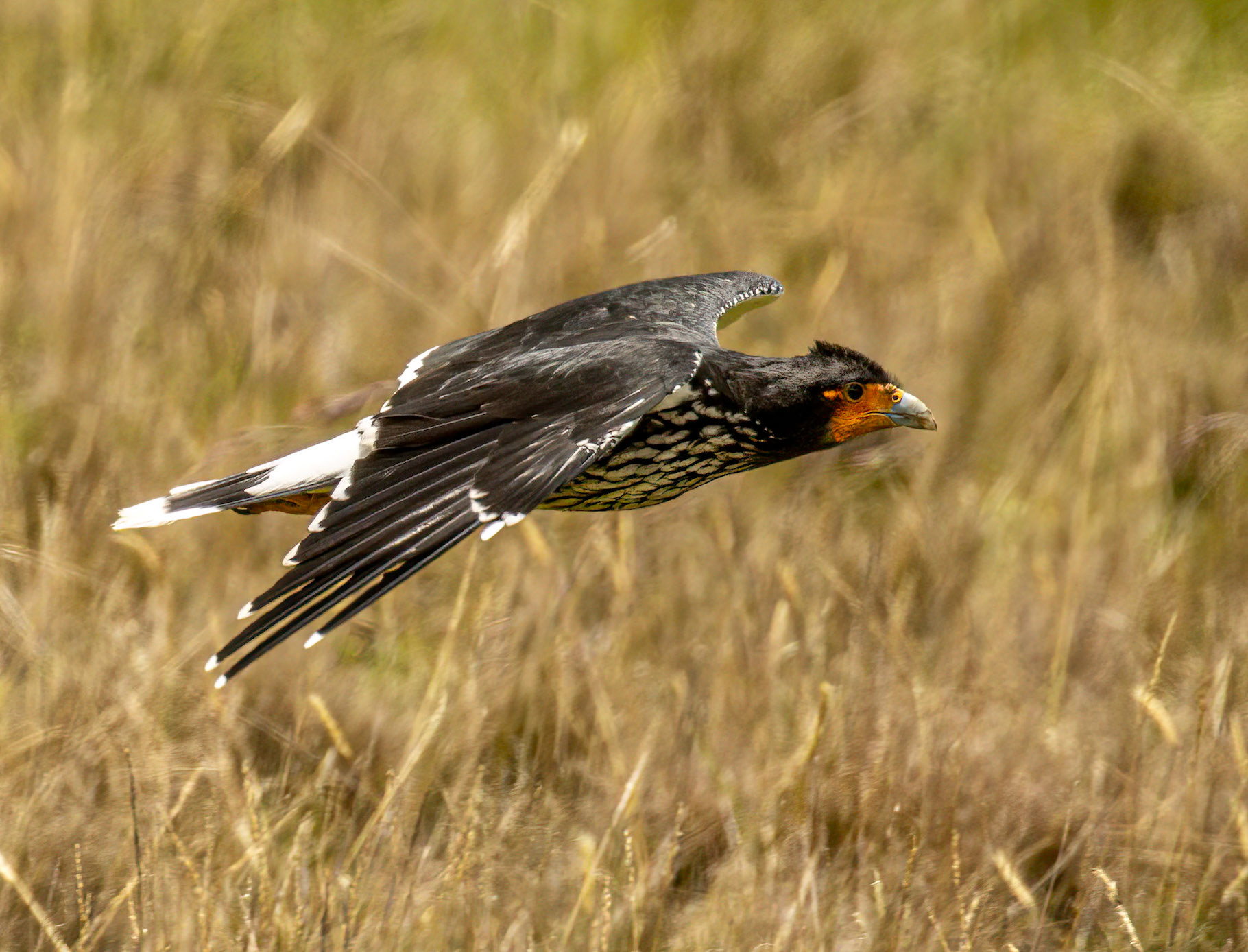 Carunculated Caracara