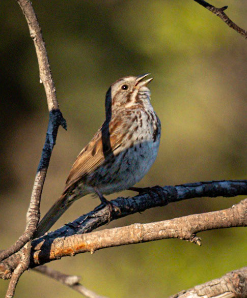 Song Sparrow