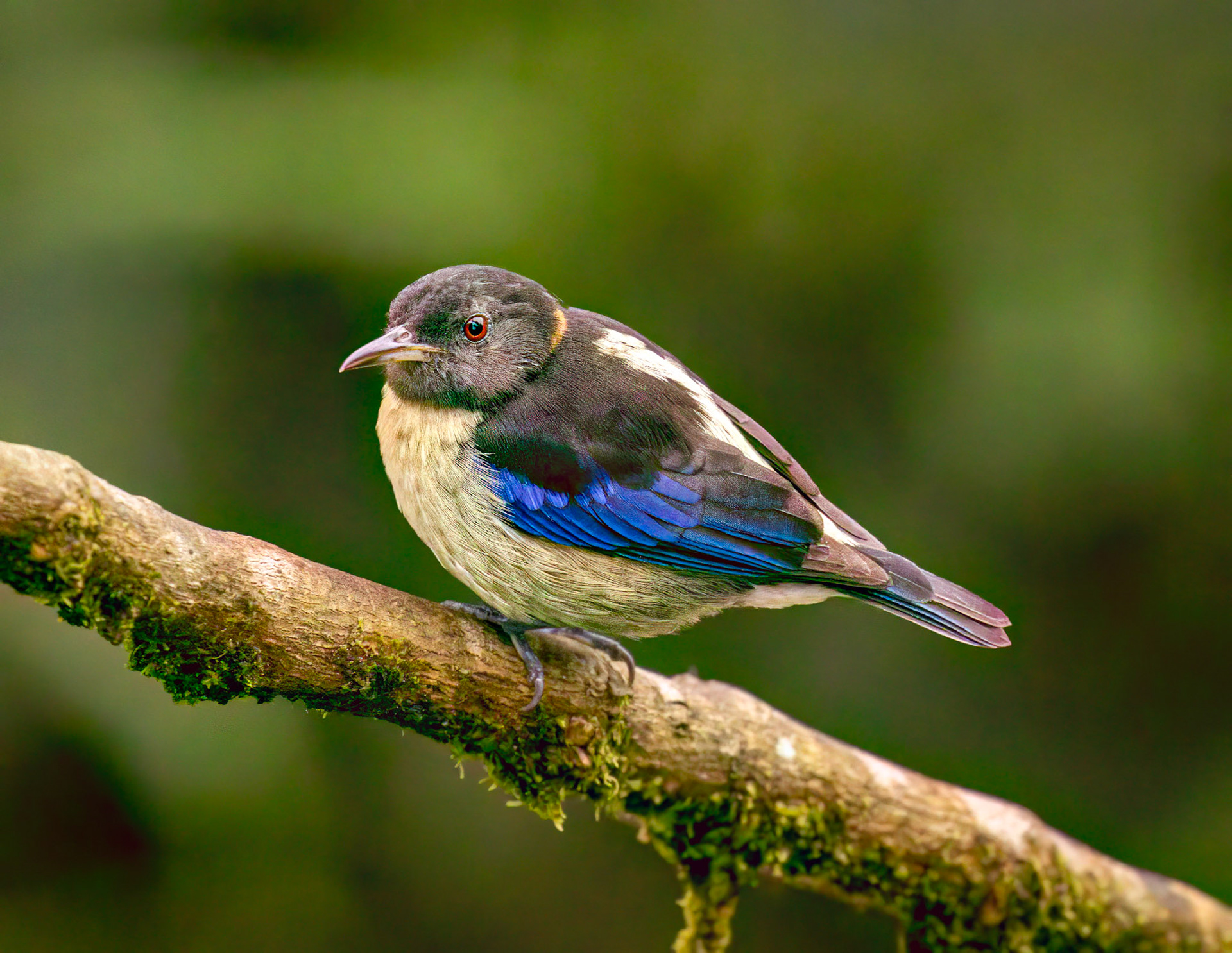 Golden-collared Honeycreeper