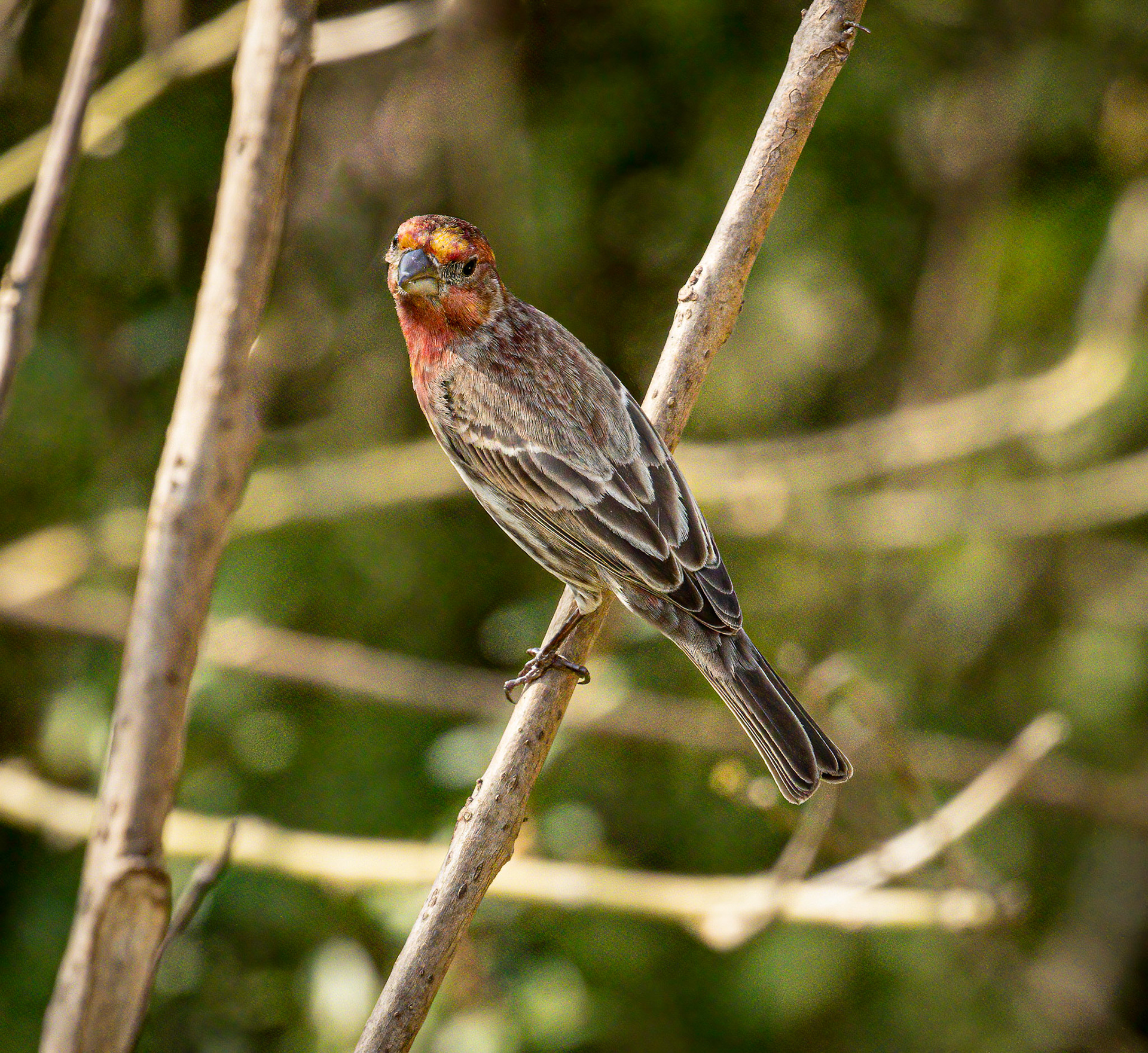 House Finch